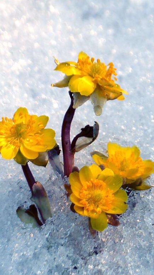 冰凌花的花语:无私的爱,勇敢的爱冰凌花,学名:侧金盏花,毛莨科,多年生