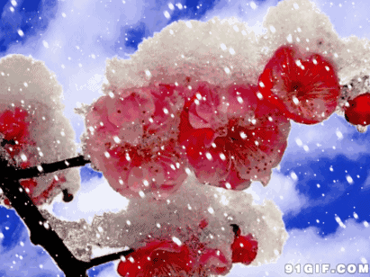 风潇雪暮馨香聚,雾湿梅丹语不迟.一树繁花多意醉,千年古木弄稀奇!