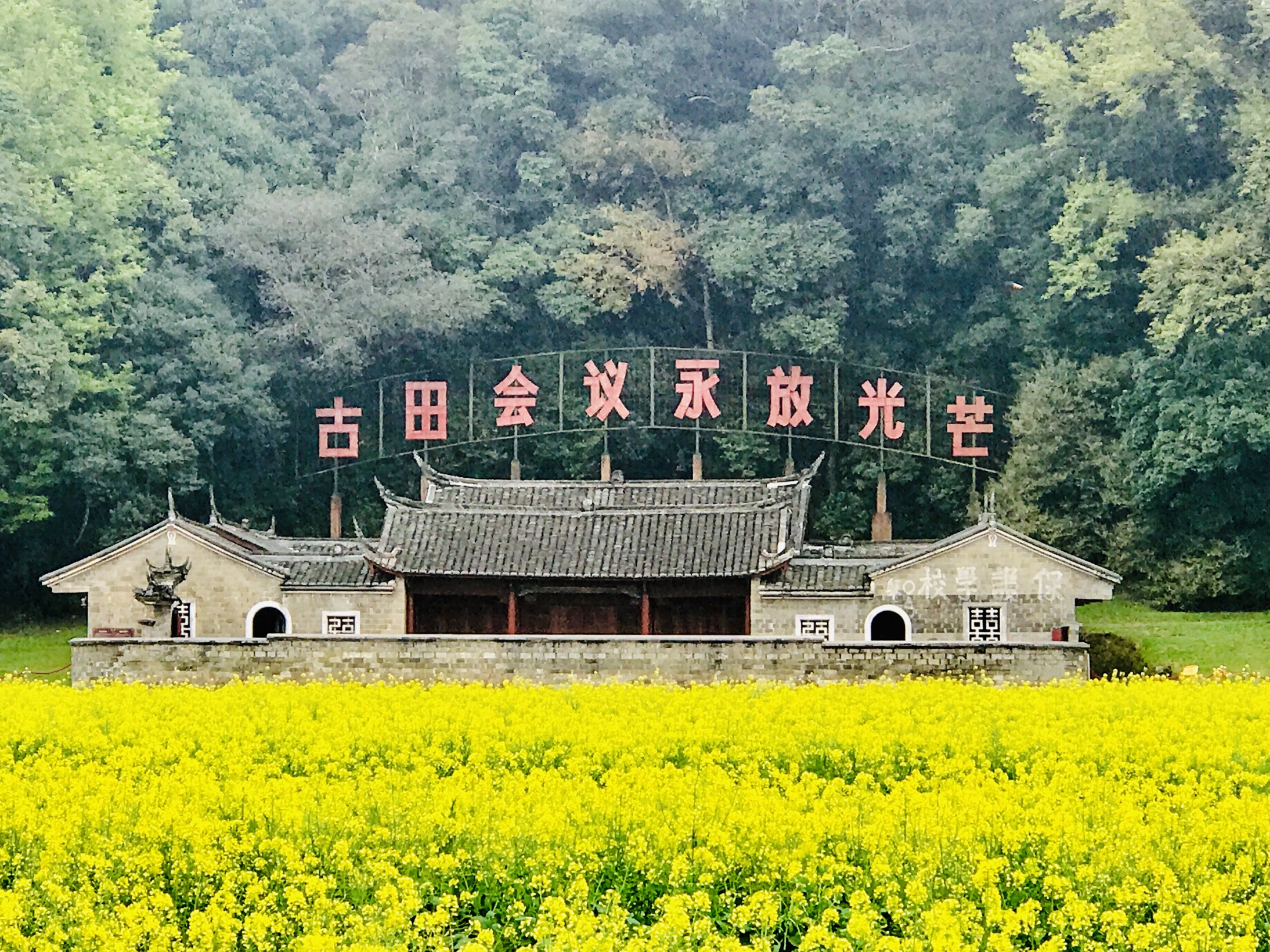 古田会议旧址金黄色的油菜花海