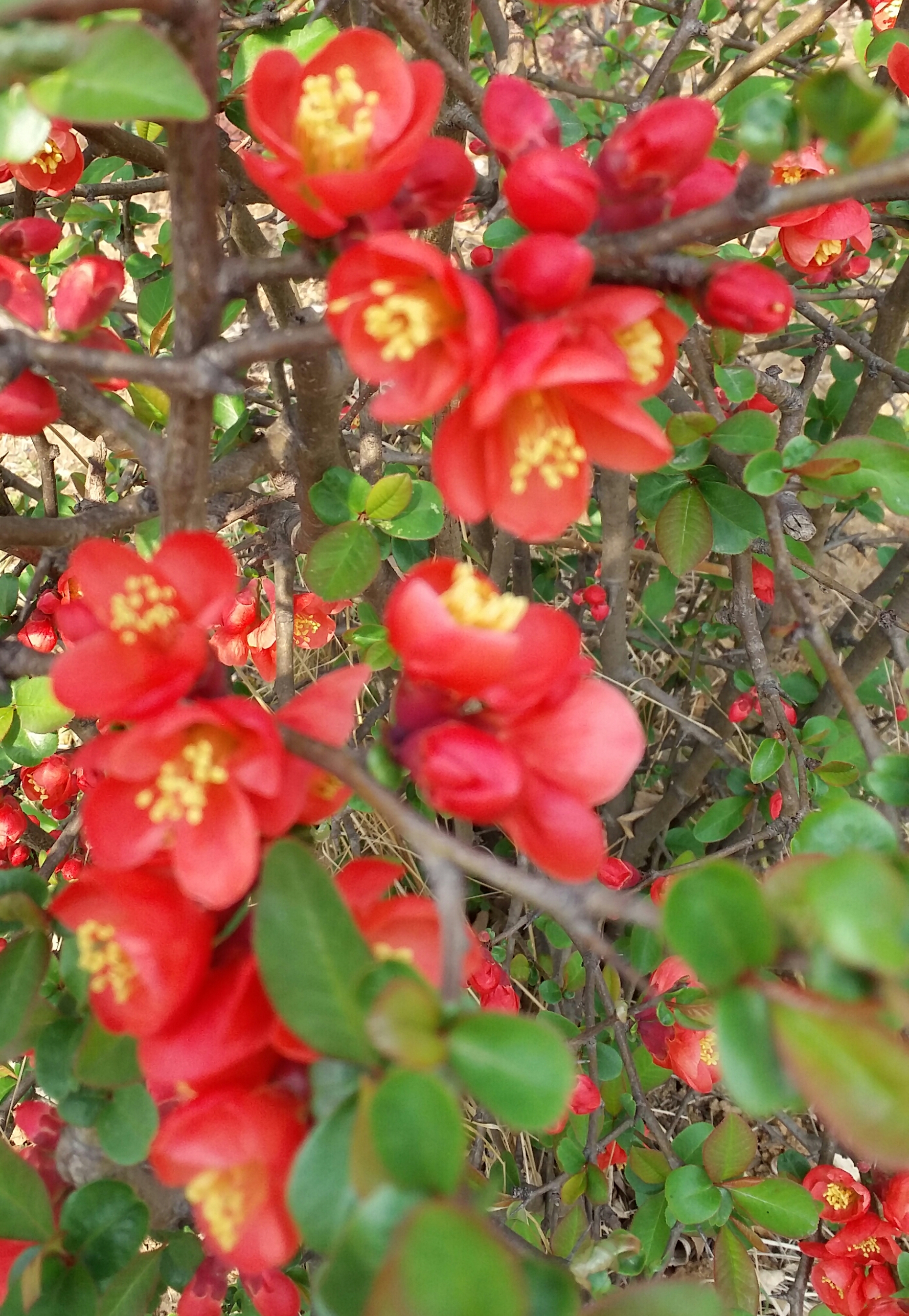 春的季节,海棠花开!#随拍