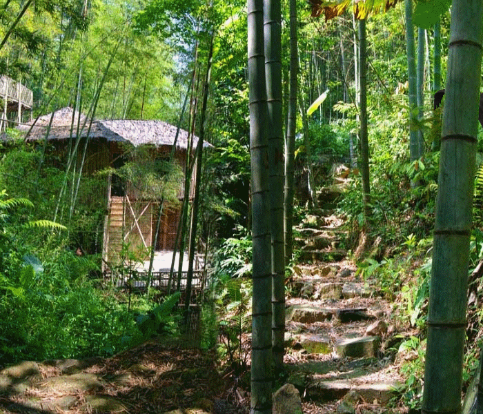 竹林情思