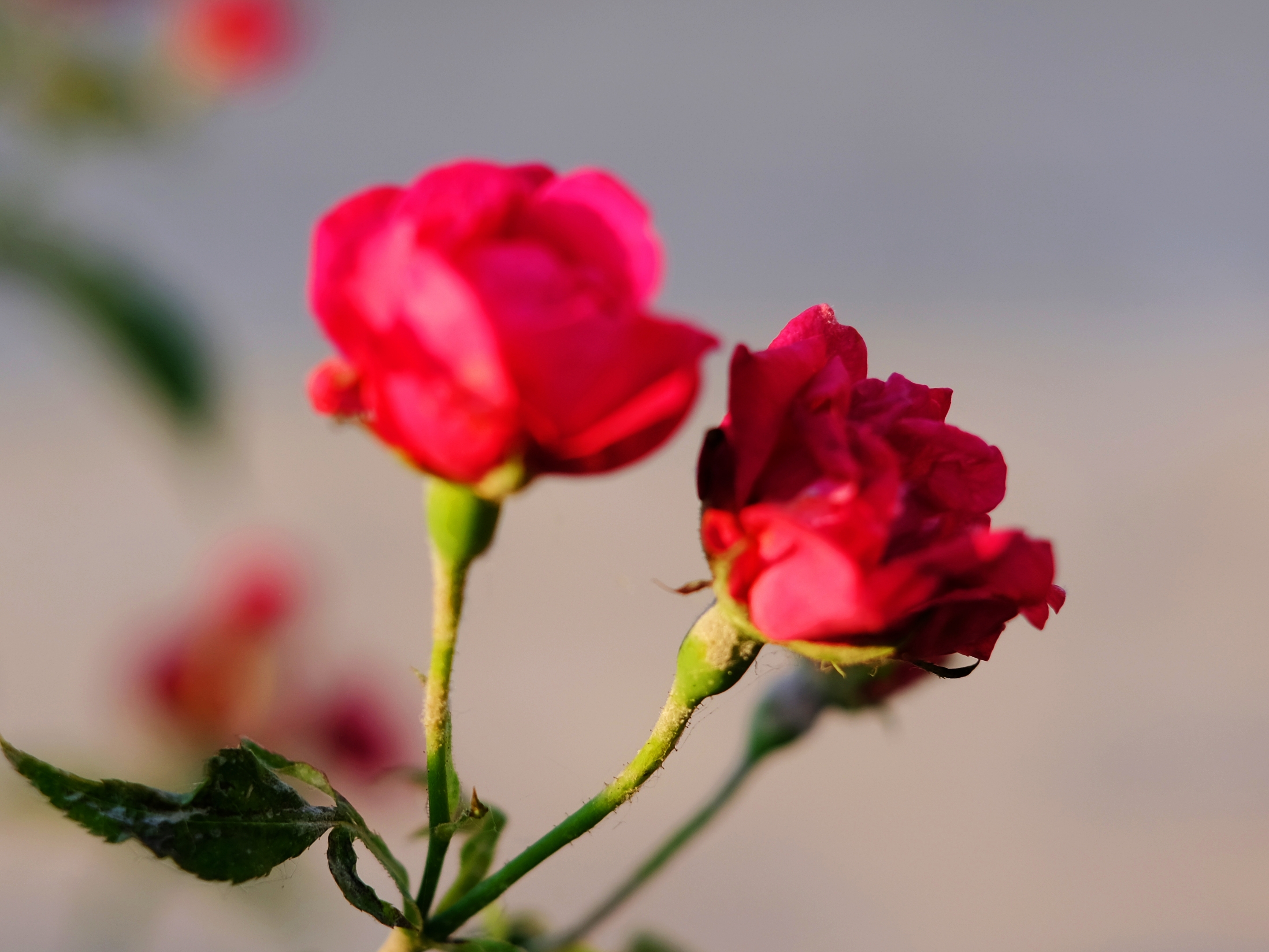 相关阅读  红蔷薇花语  来自网络 蔷薇花的花语寓意为爱恋, 而红色