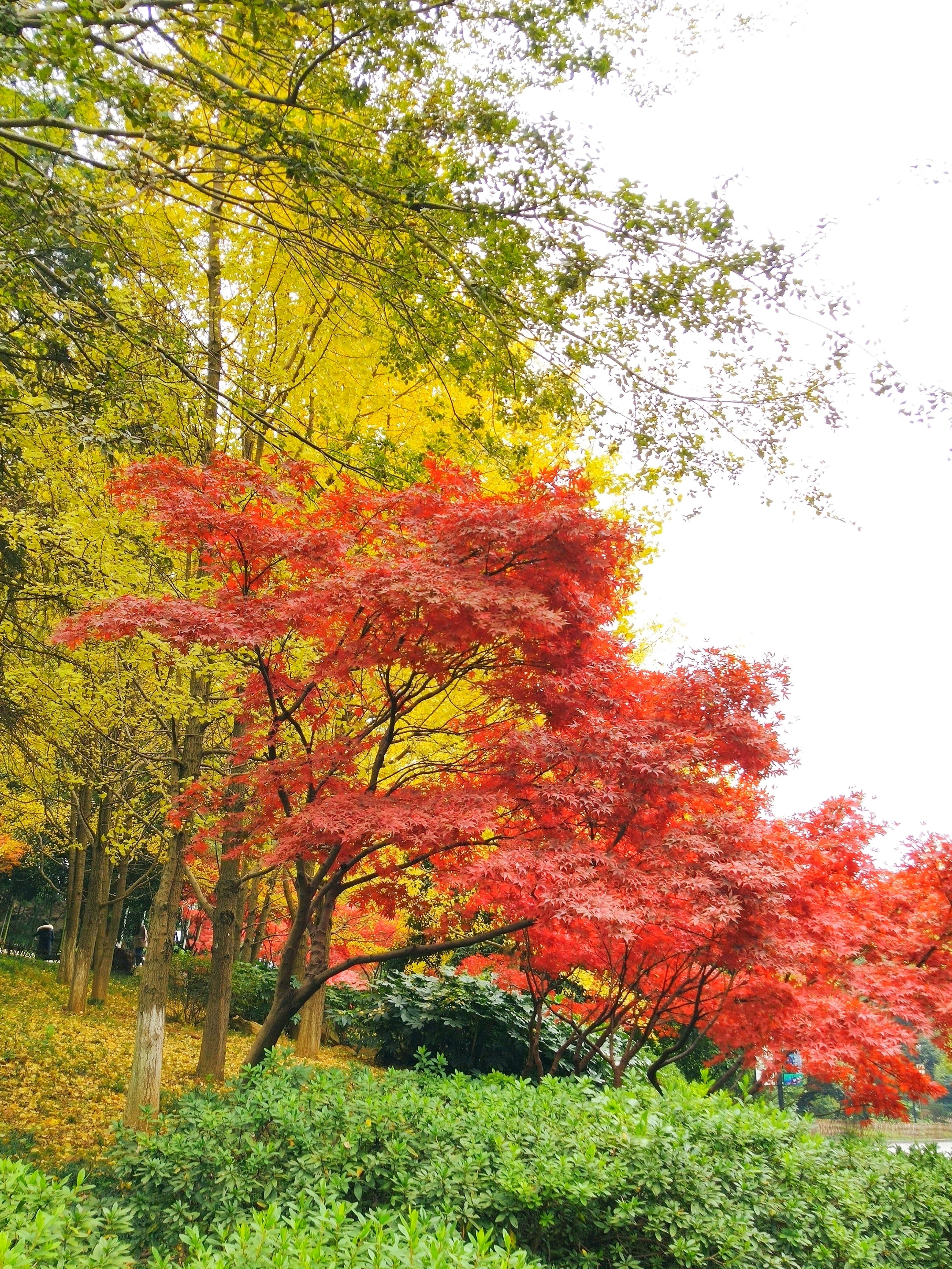 【首发】岳麓山的红枫