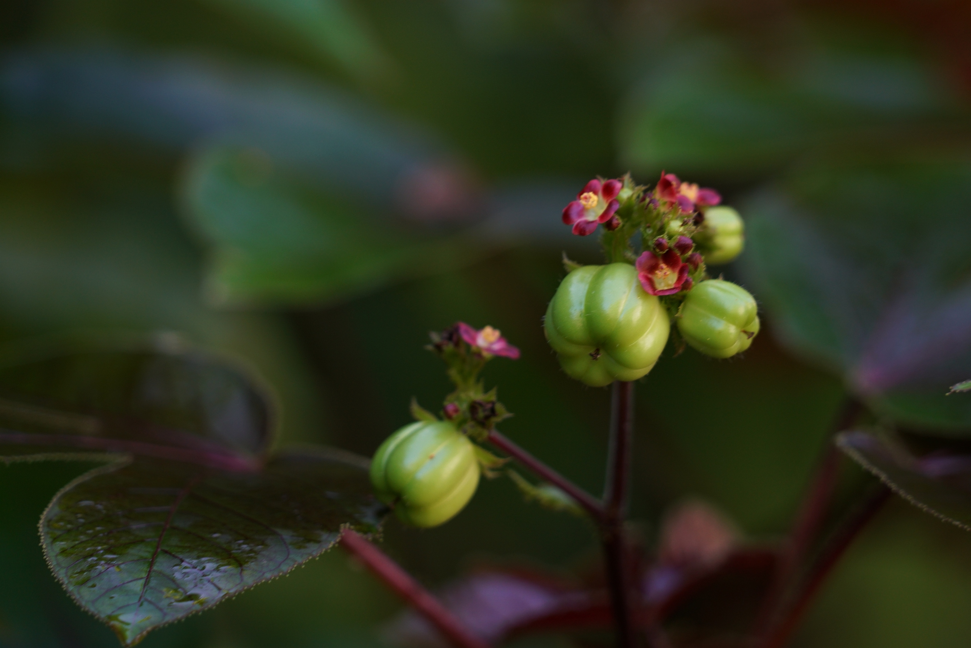 棉叶珊瑚花与果3