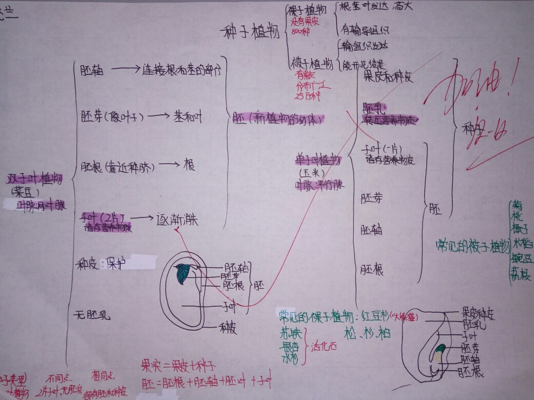 顺着思路绘出脉络清晰的思维导图