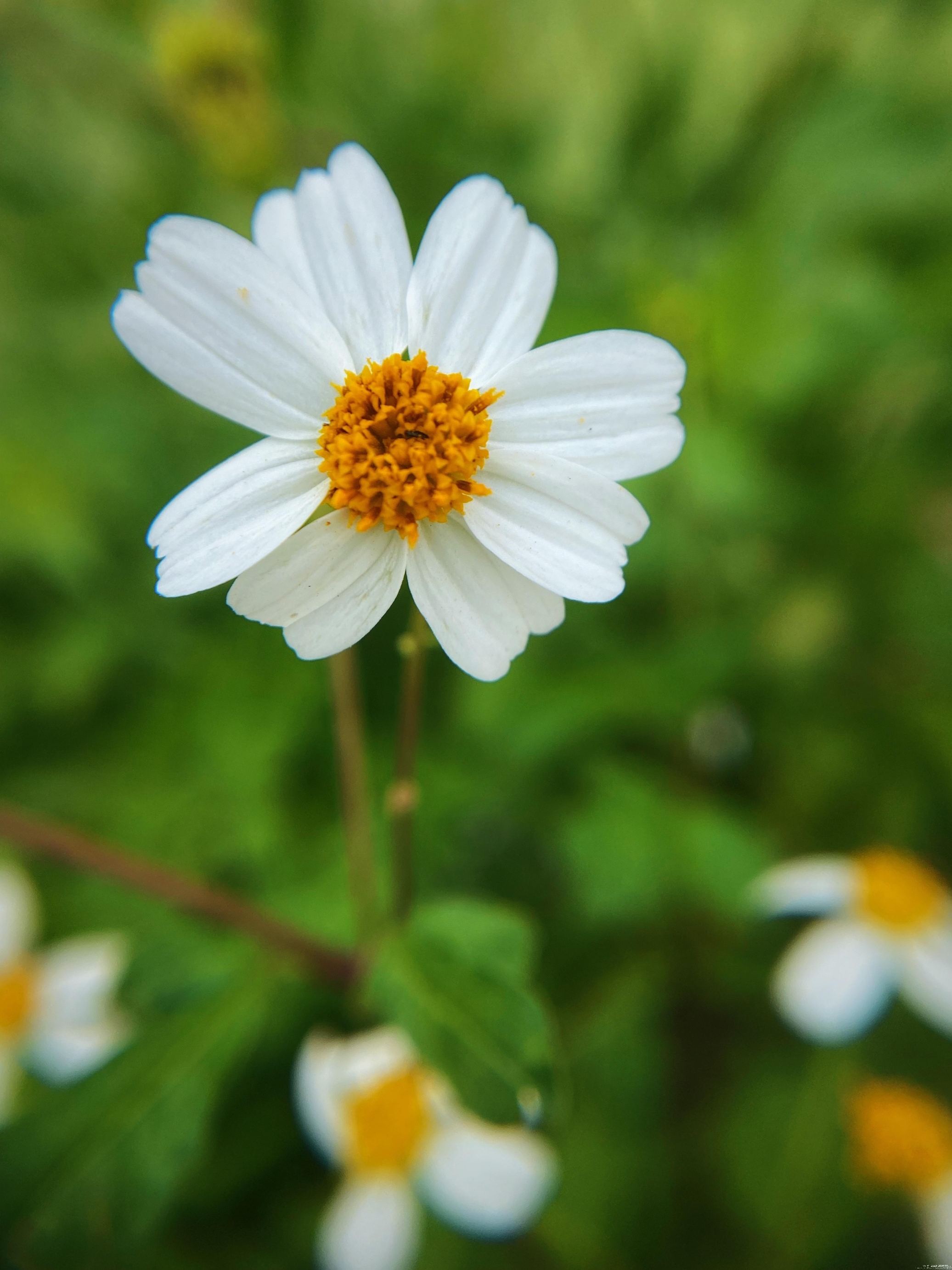 【首发】白花鬼针草