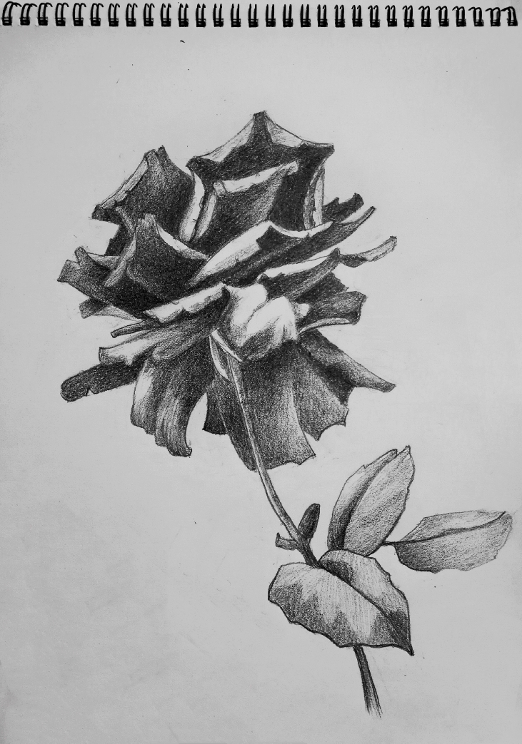花卉素描21幅