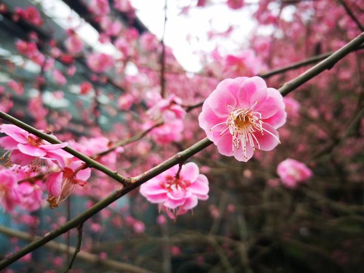 春天来了