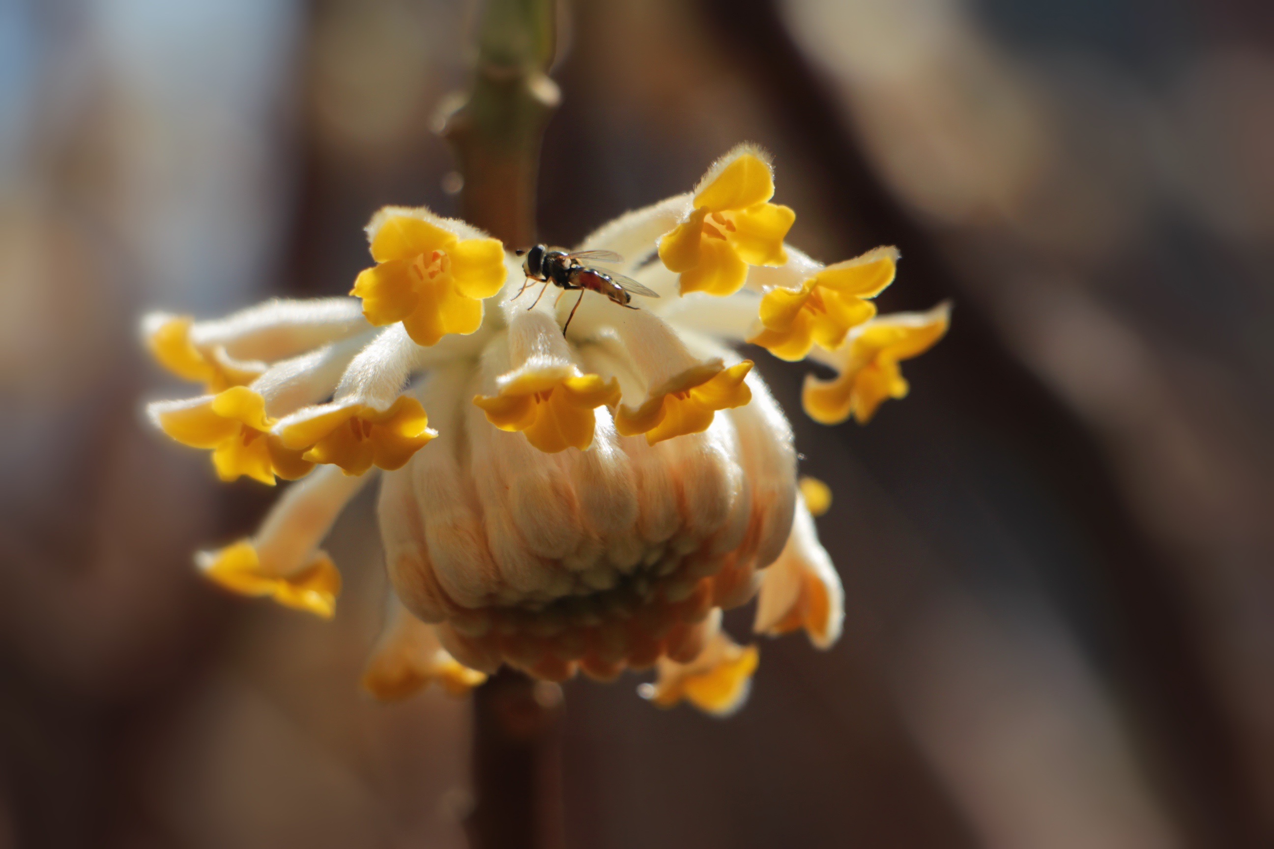 【首发】结香花