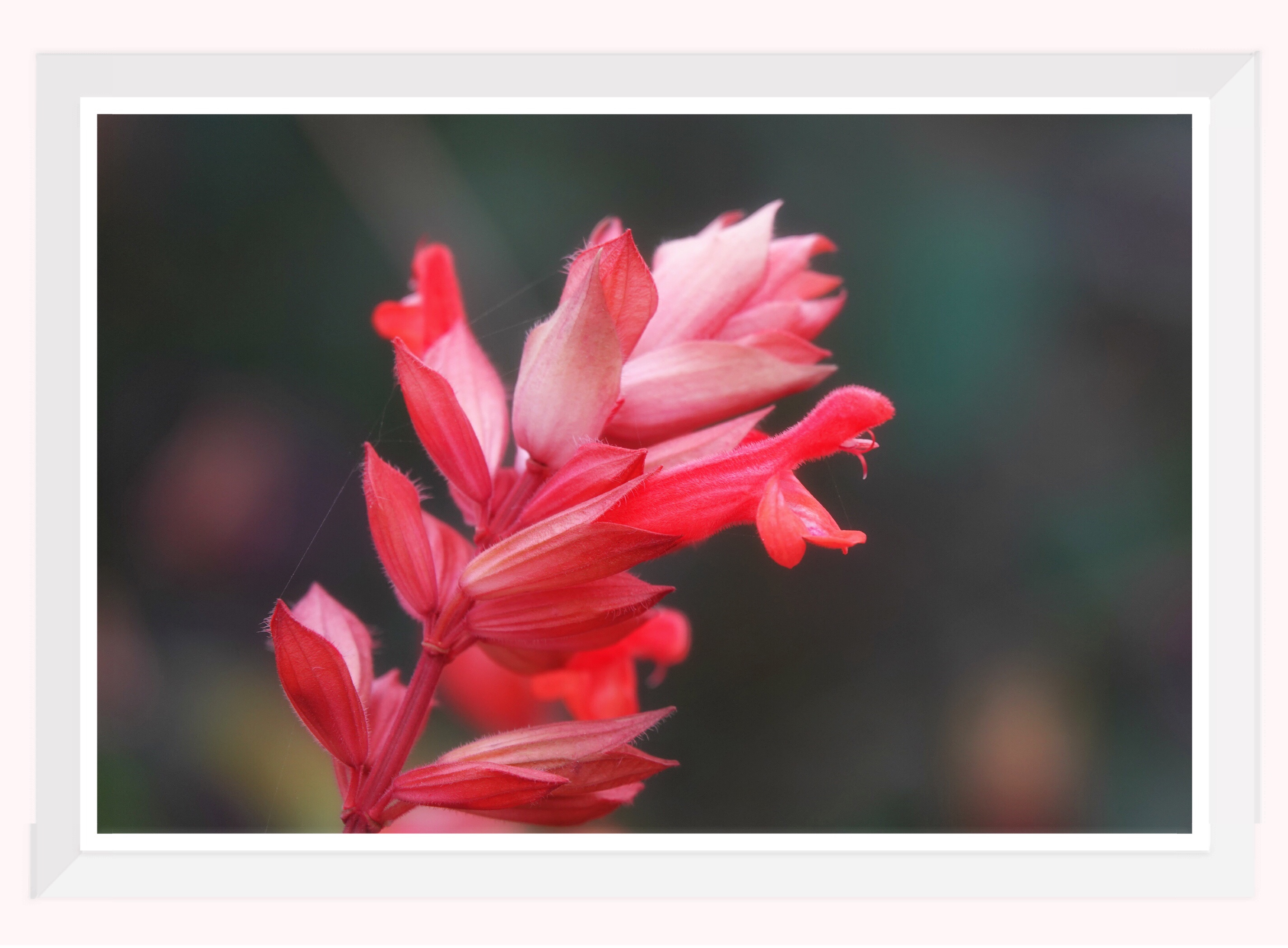 俗称藏红花或秋番红花的番红花. 被称为线的猩红色污名被收集为 库存图片 - 图片 包括有 植物群, 背包: 231382813