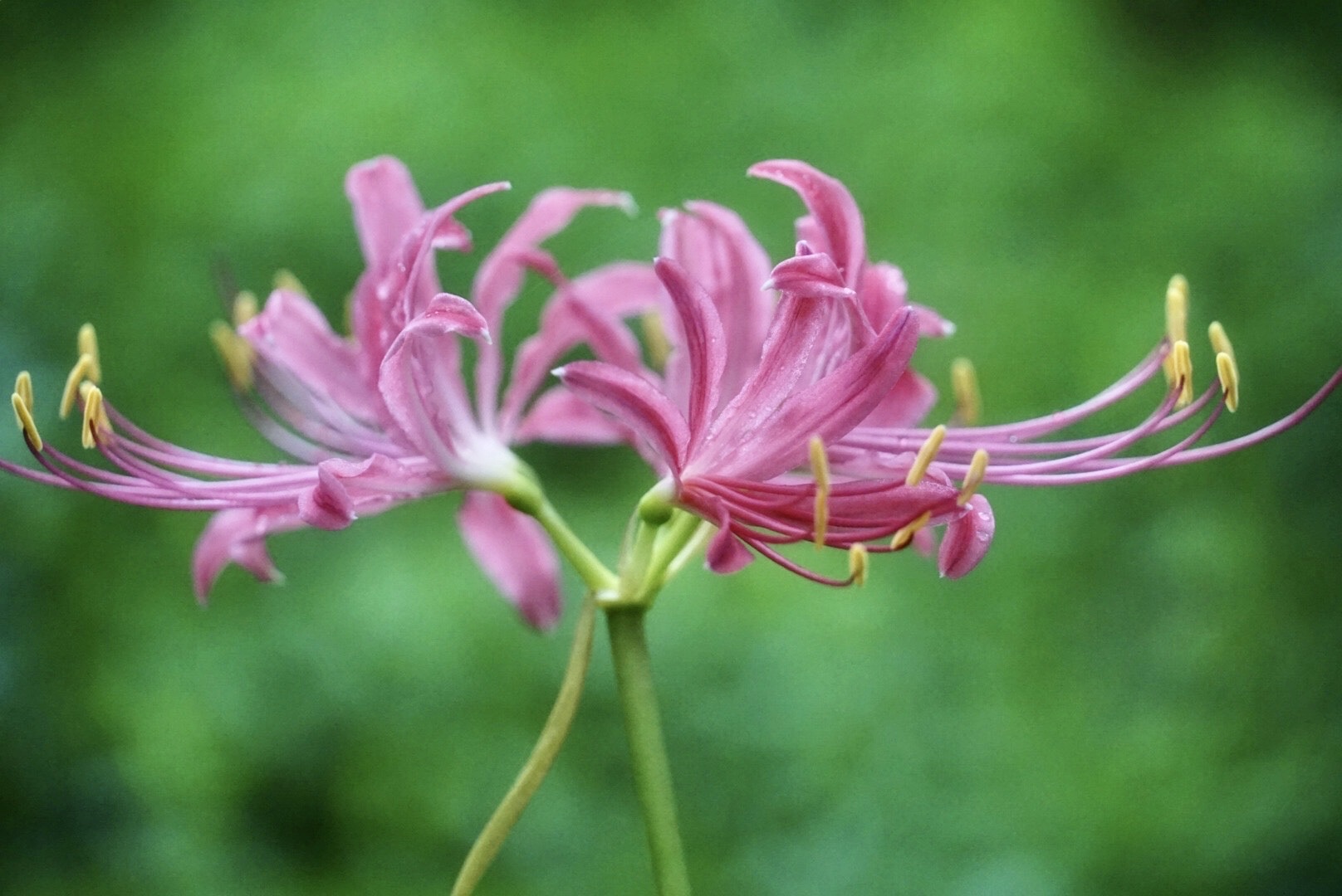 【首发】龙爪花