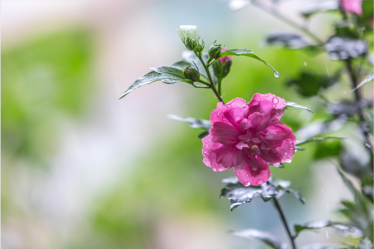 雨中的木槿花