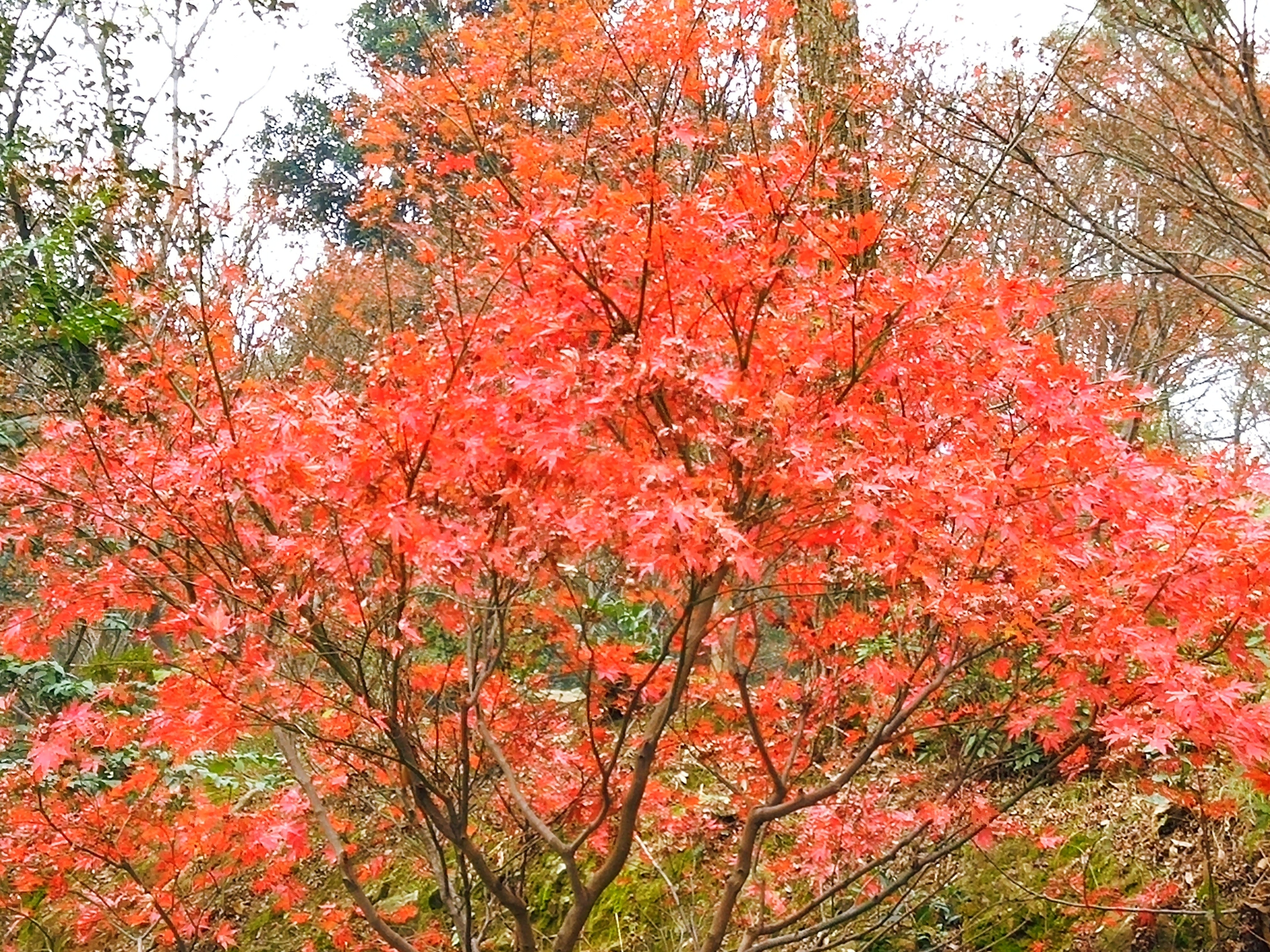 【首发】岳麓山的红枫