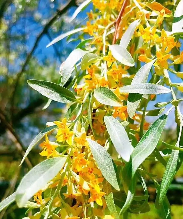 沙枣花香