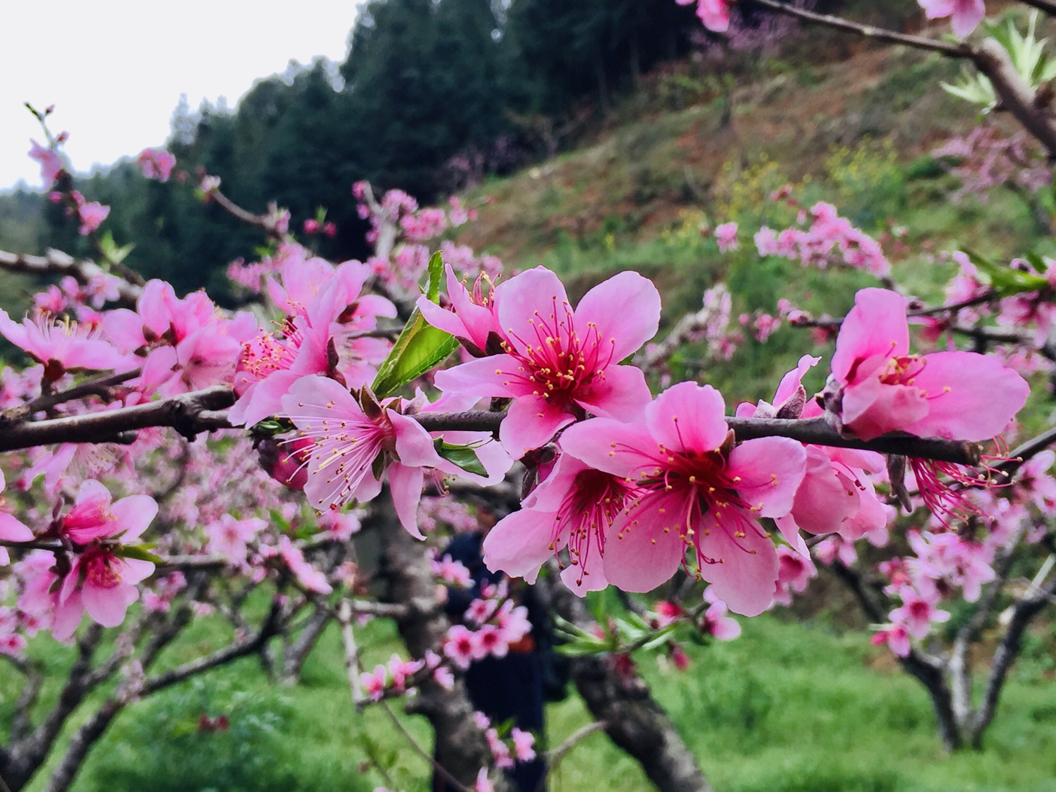 河源连平桃花节