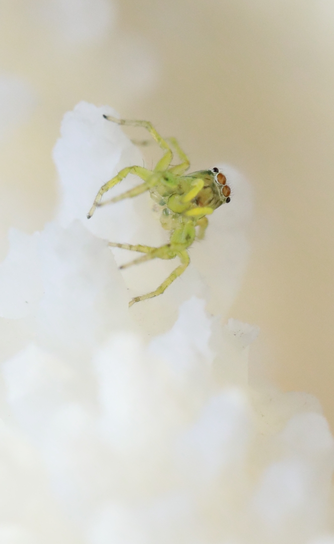 原片微距摄影绿色的小跳蛛
