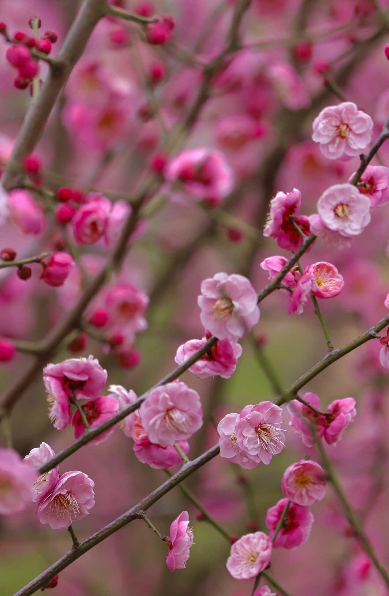 梅花绽放