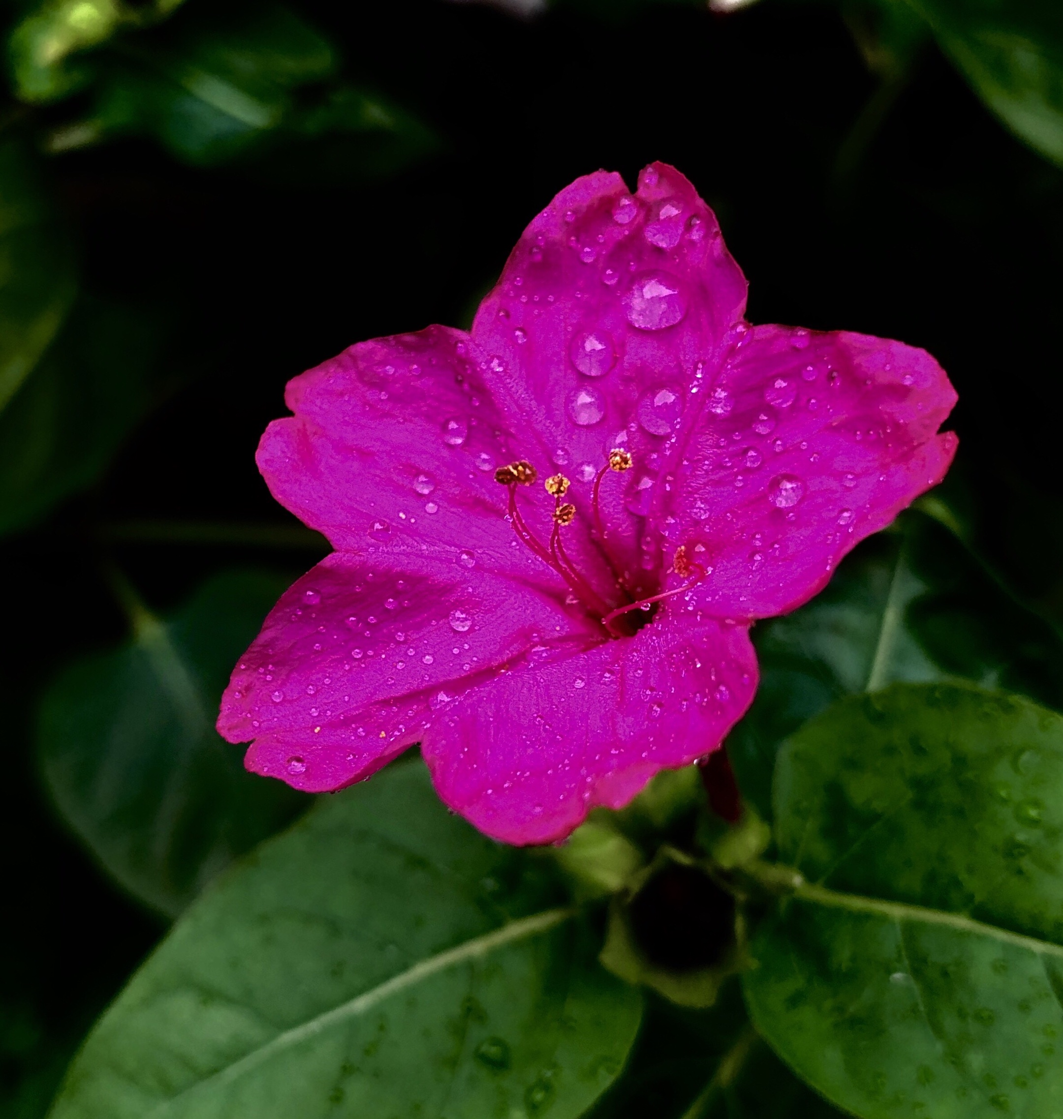 因其花朵紫红,香如茉莉,而得名.   2,夜来香.