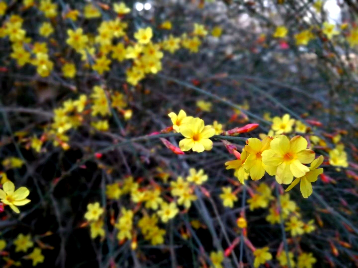 迎春花