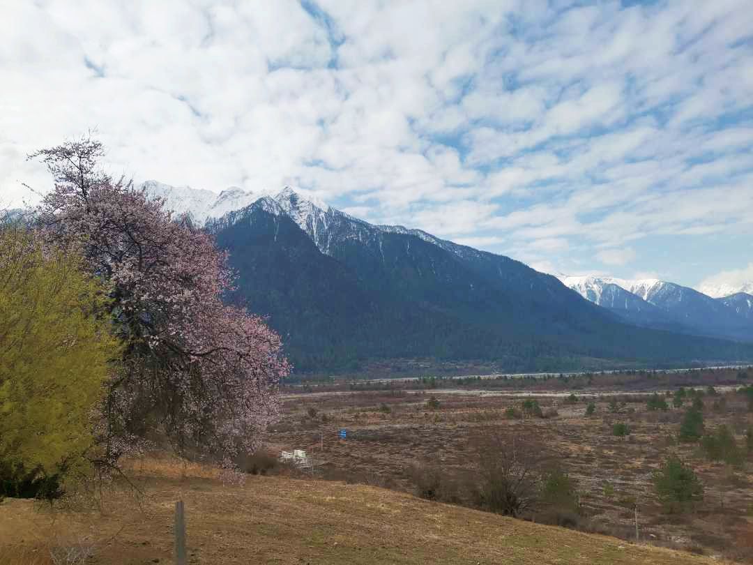 【三月,去林芝看桃花】首发