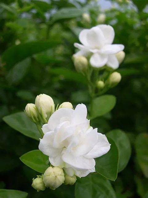 茉莉花【首发】