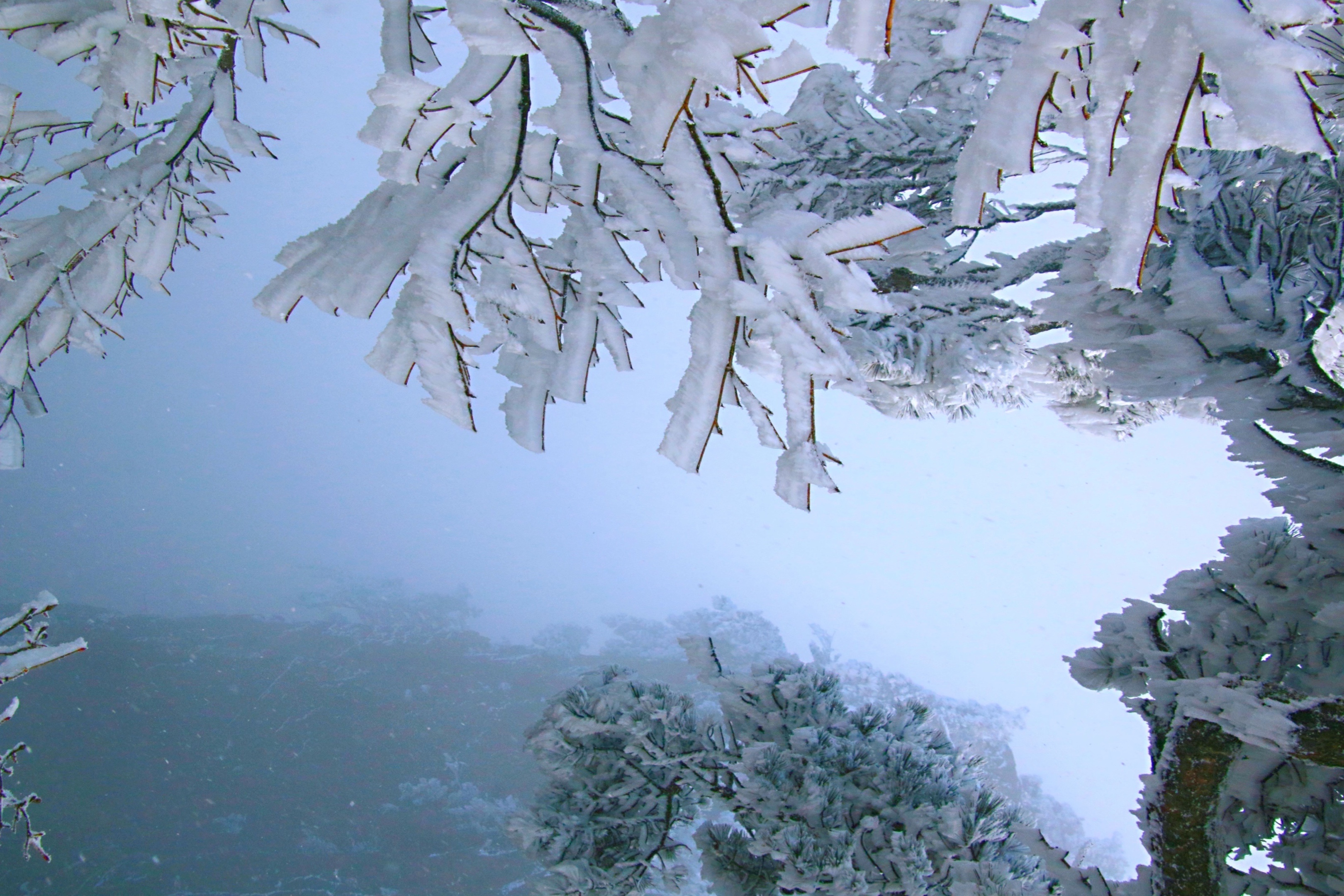 黄山~雪影