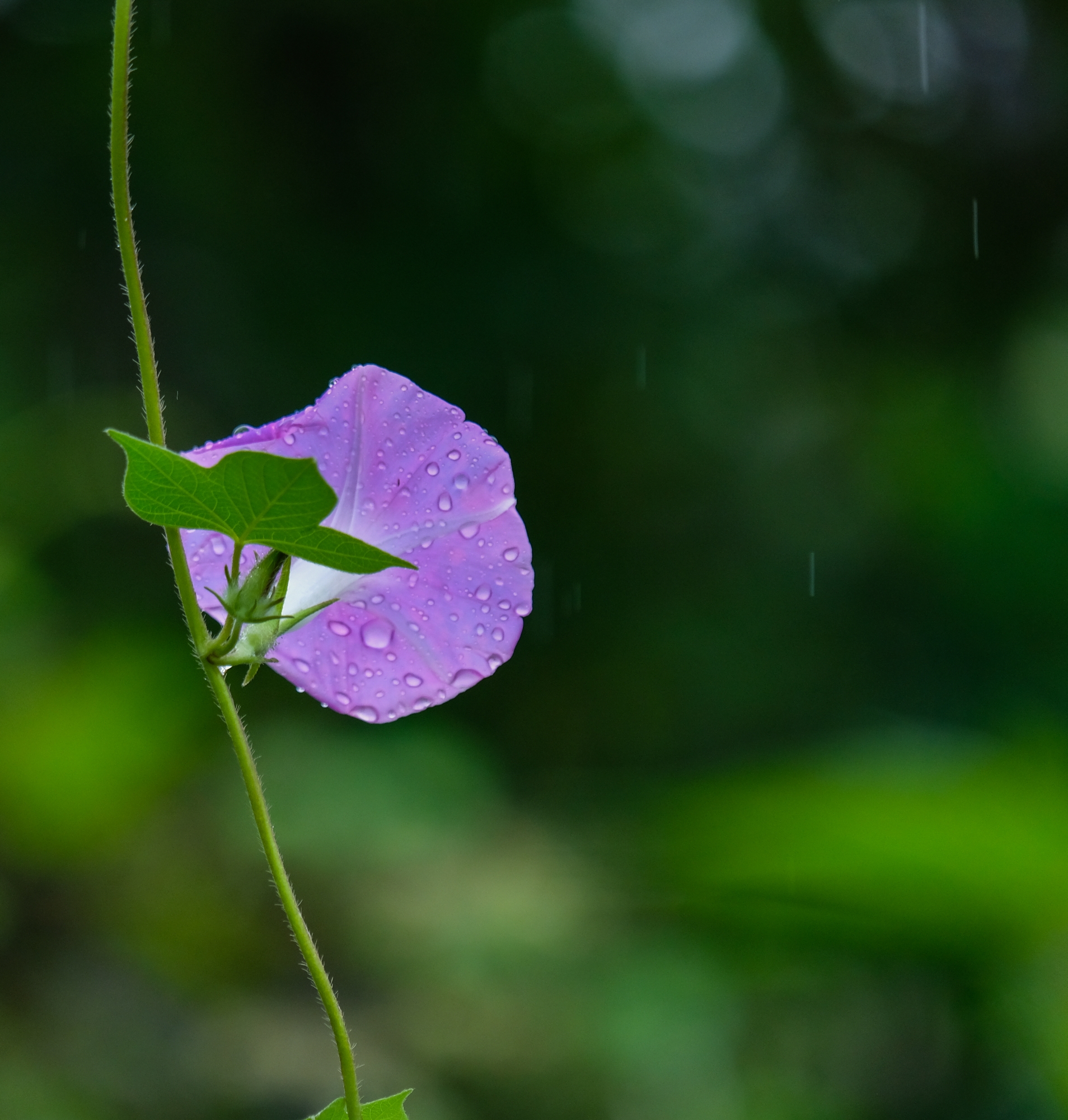 雨中牵牛花(二)【vv首发】