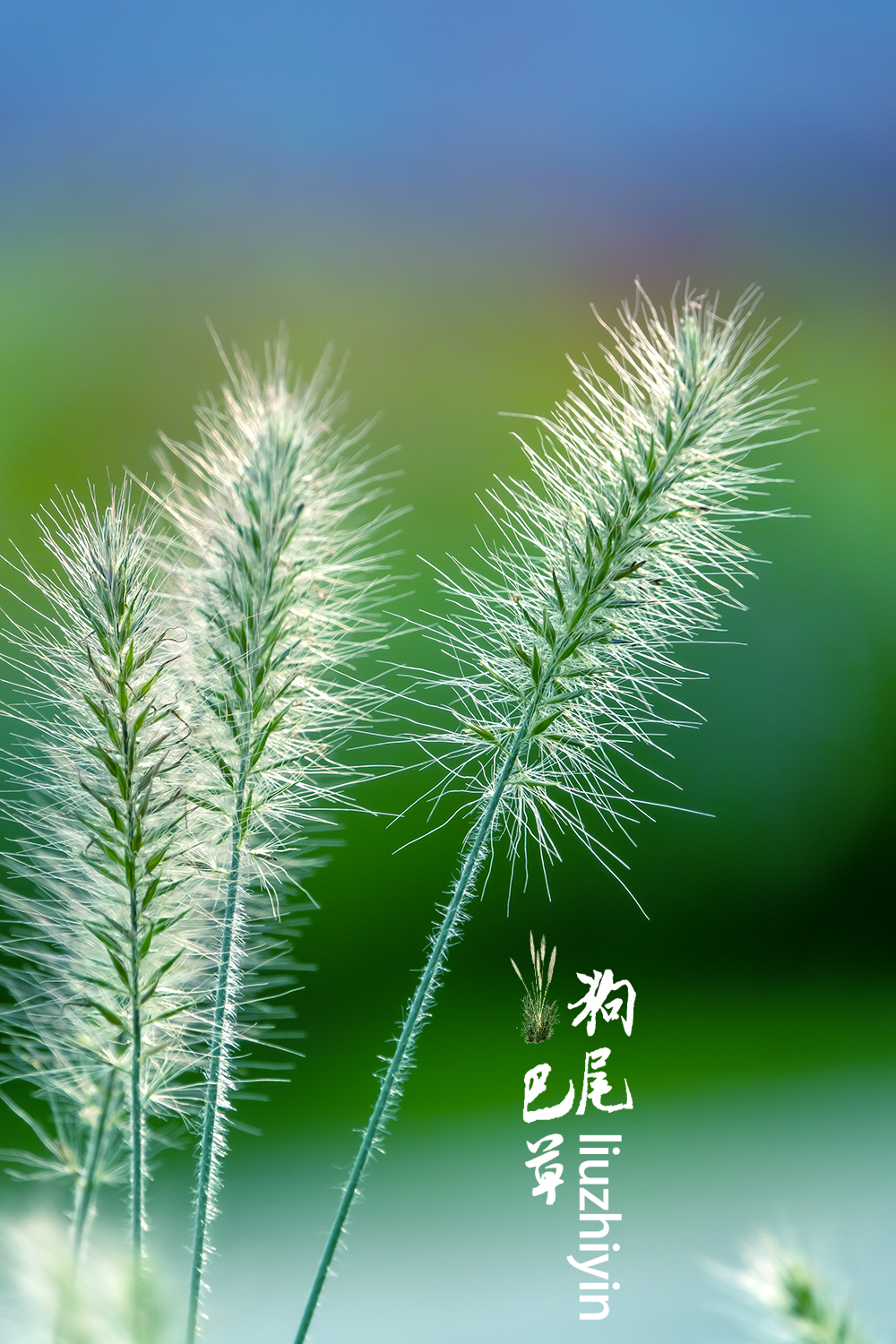 狗尾巴草