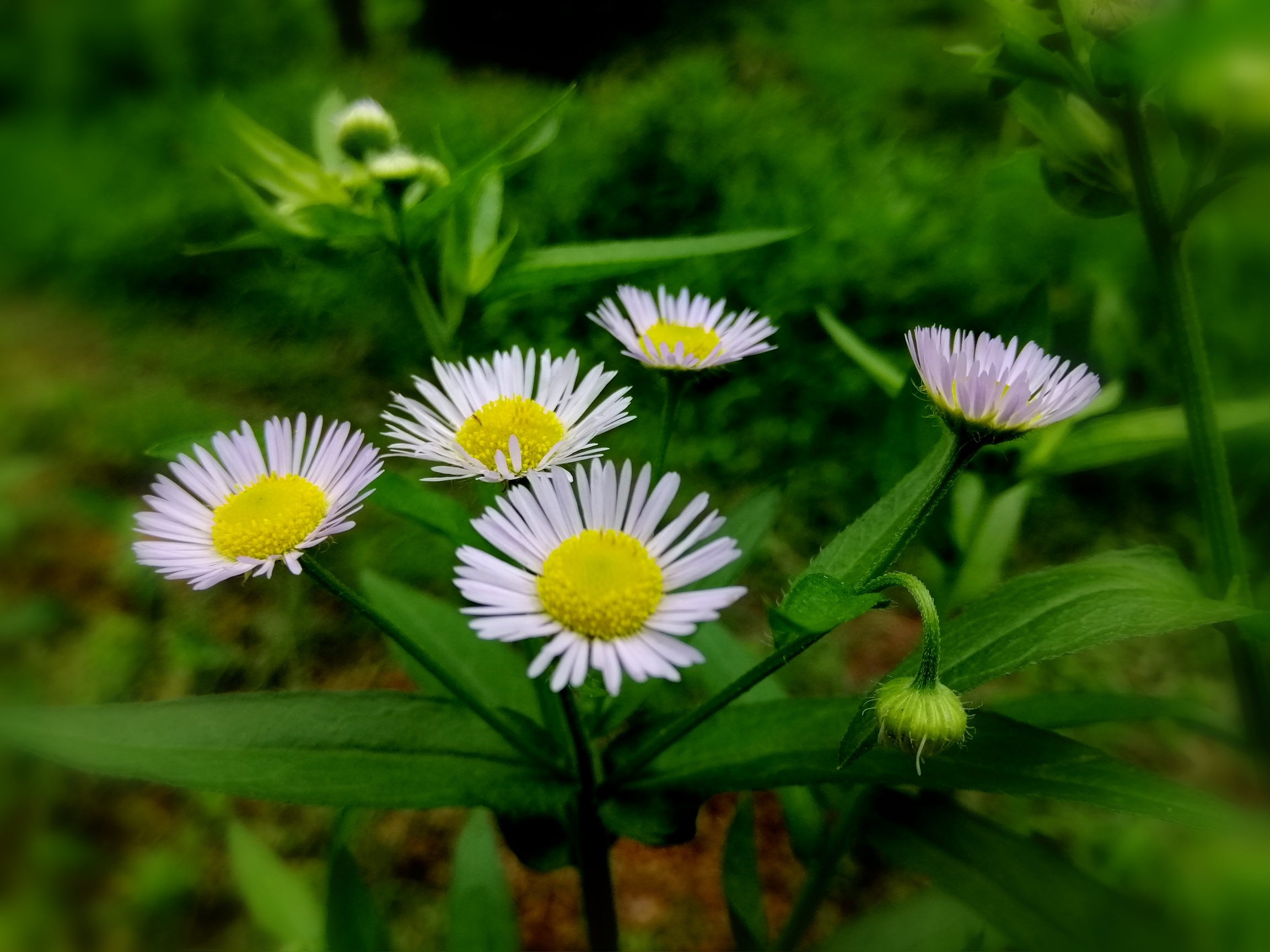 陌上花开一年蓬