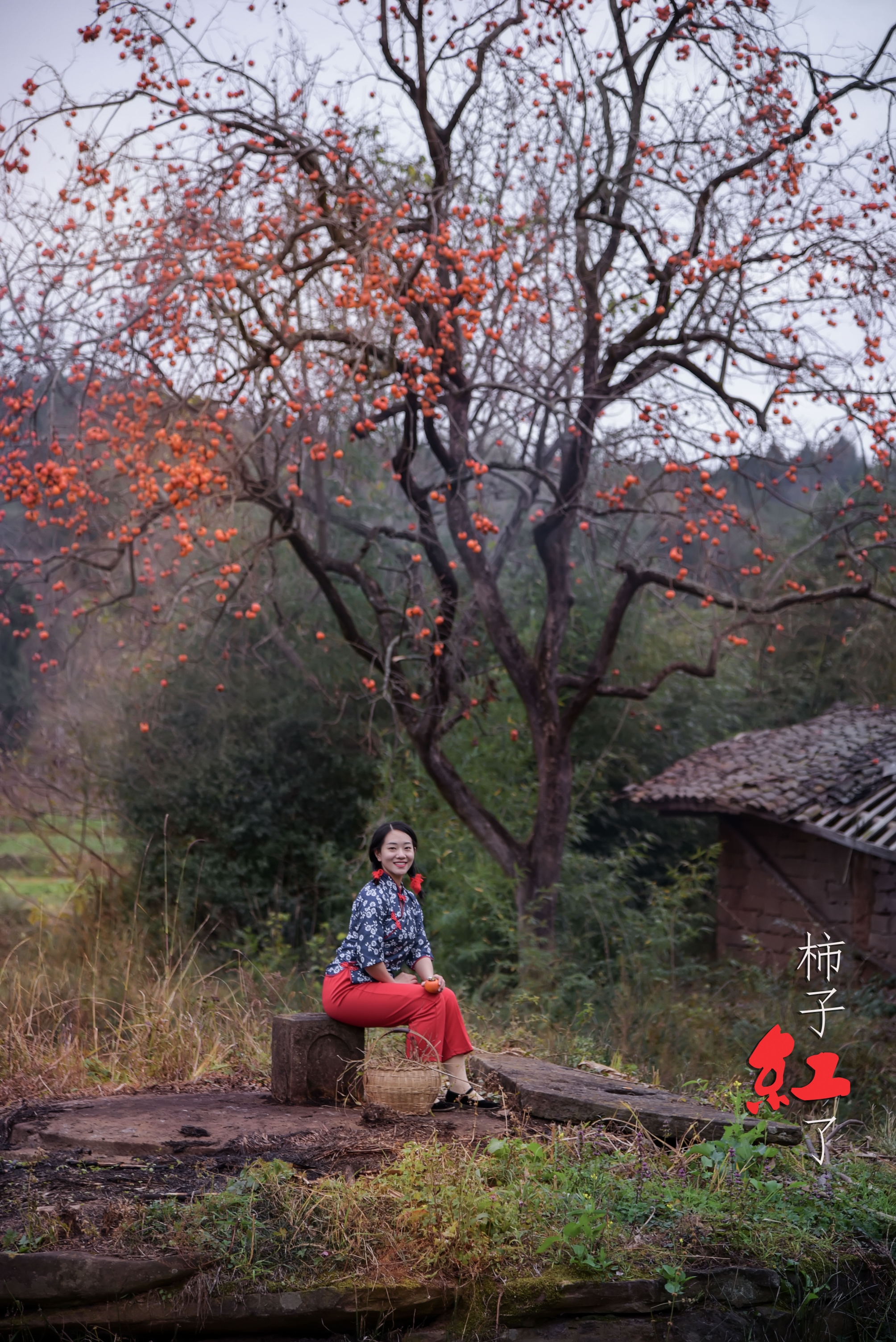 柿子红了
