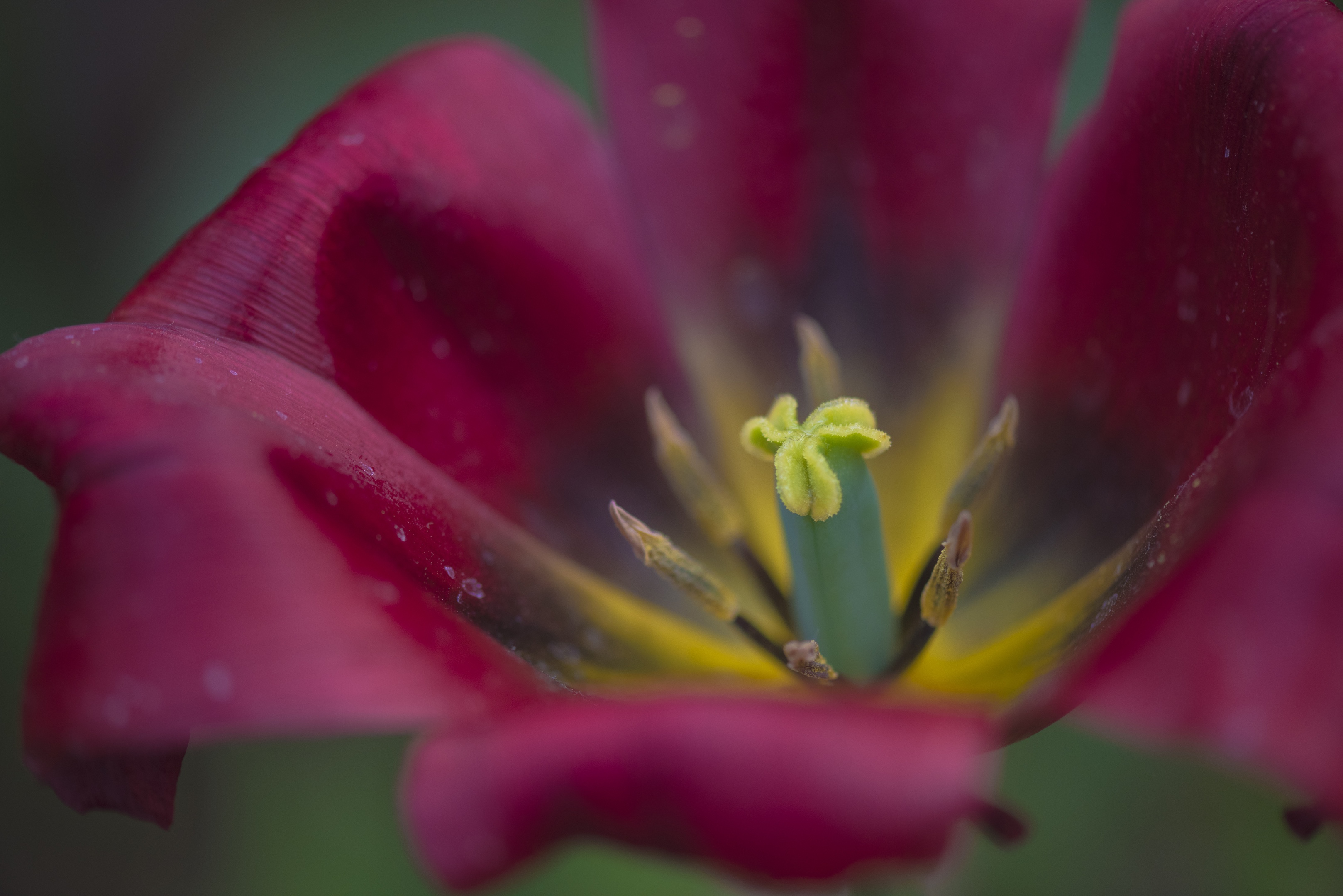 (首发)微拍郁金香花蕊