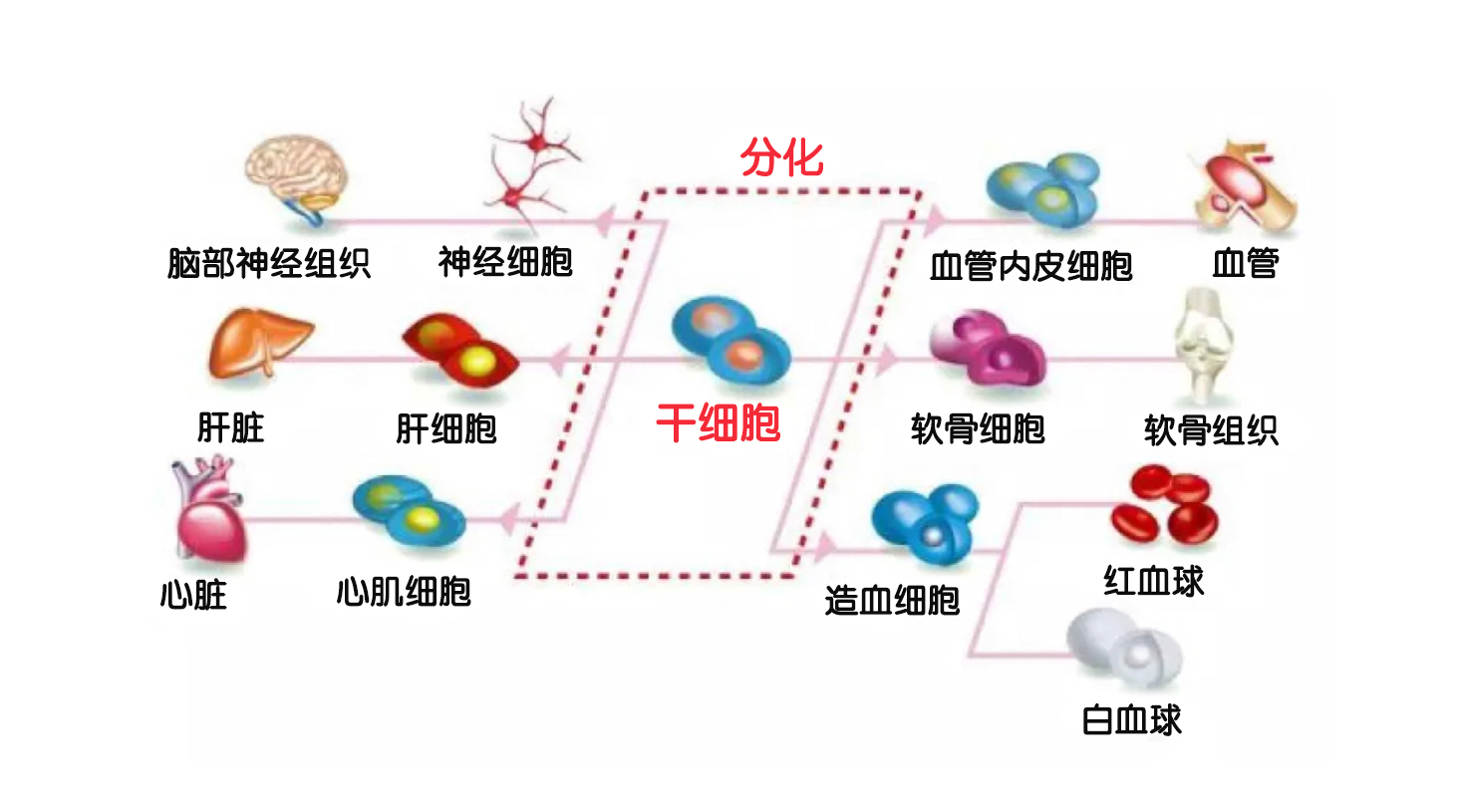 人体胚胎发育过程中,干细胞在组织和器官形成及发育中起决定性作用.