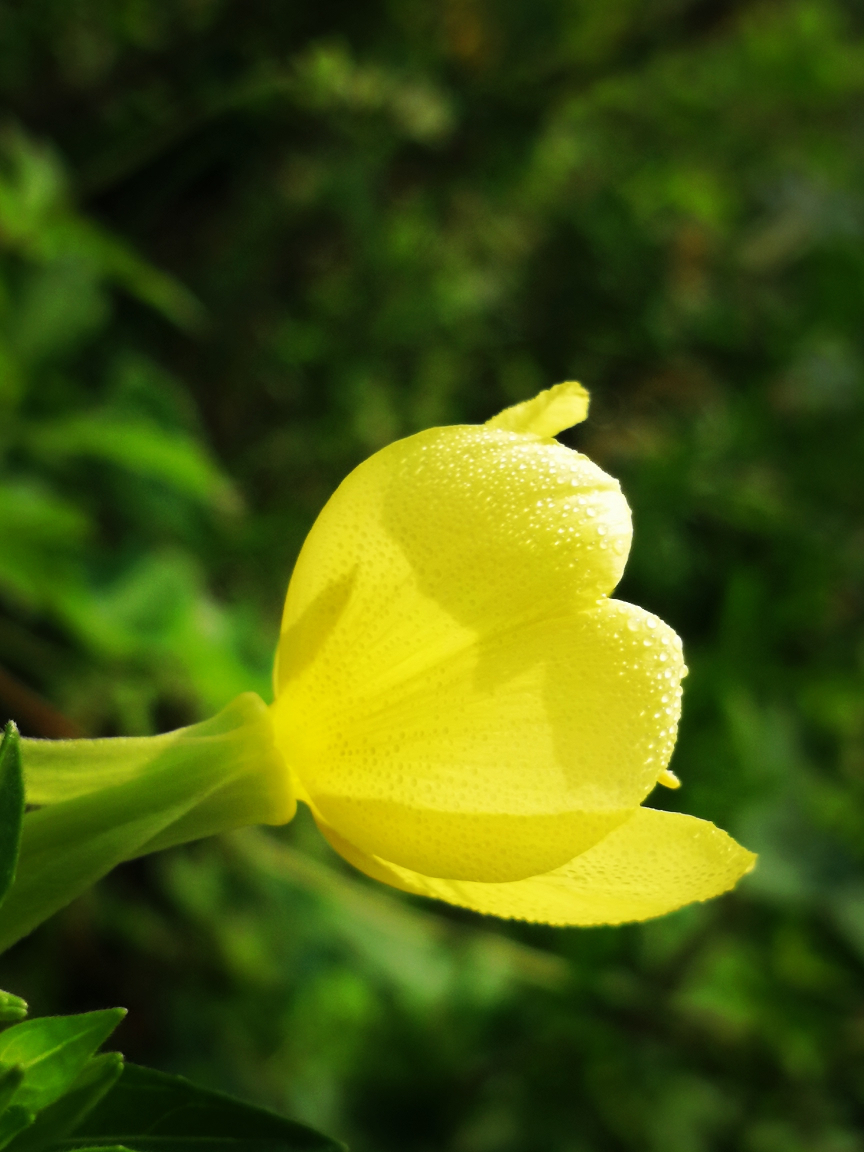 月见草花语:默默的爱;沐浴后的美人.