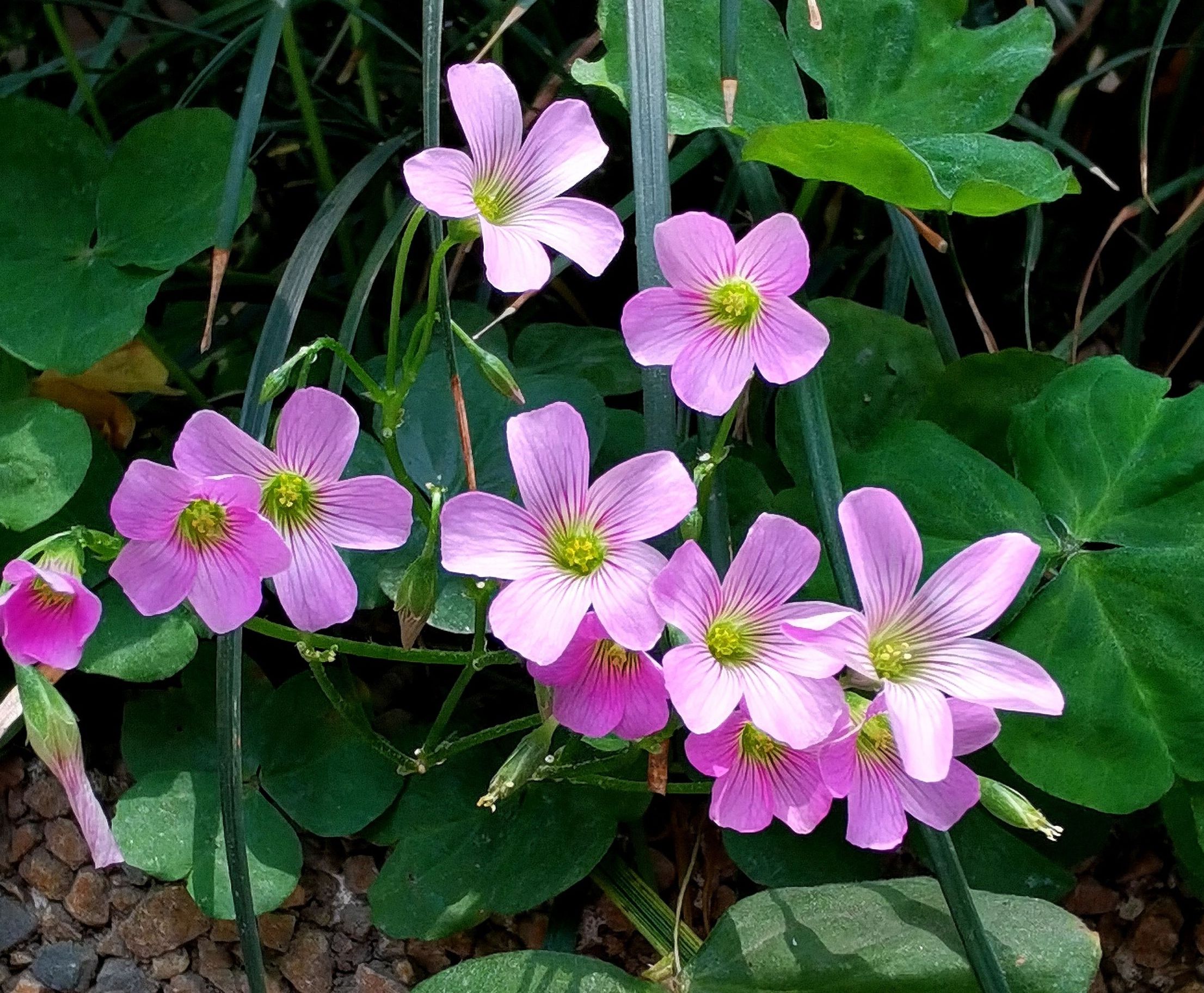 酢浆草有两种花语.