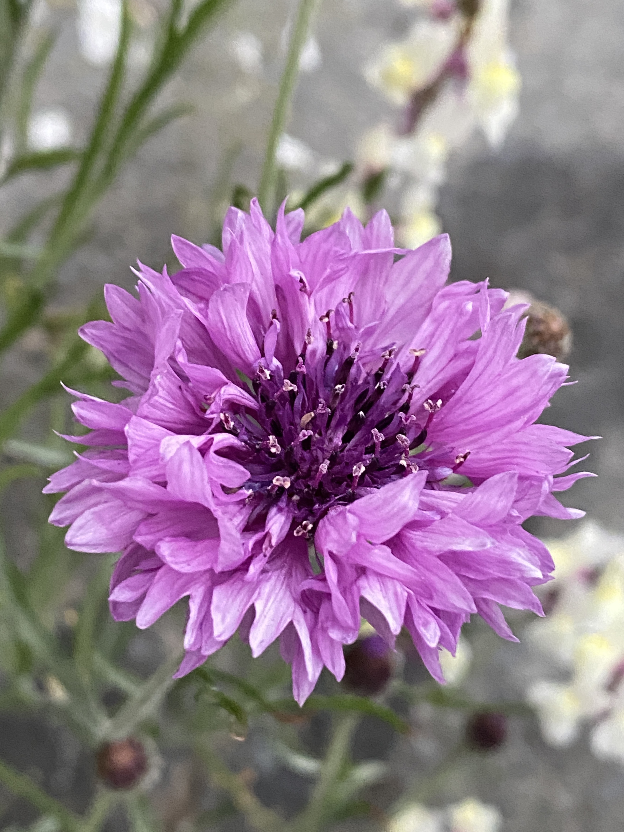 【首发】蓝花失车菊.