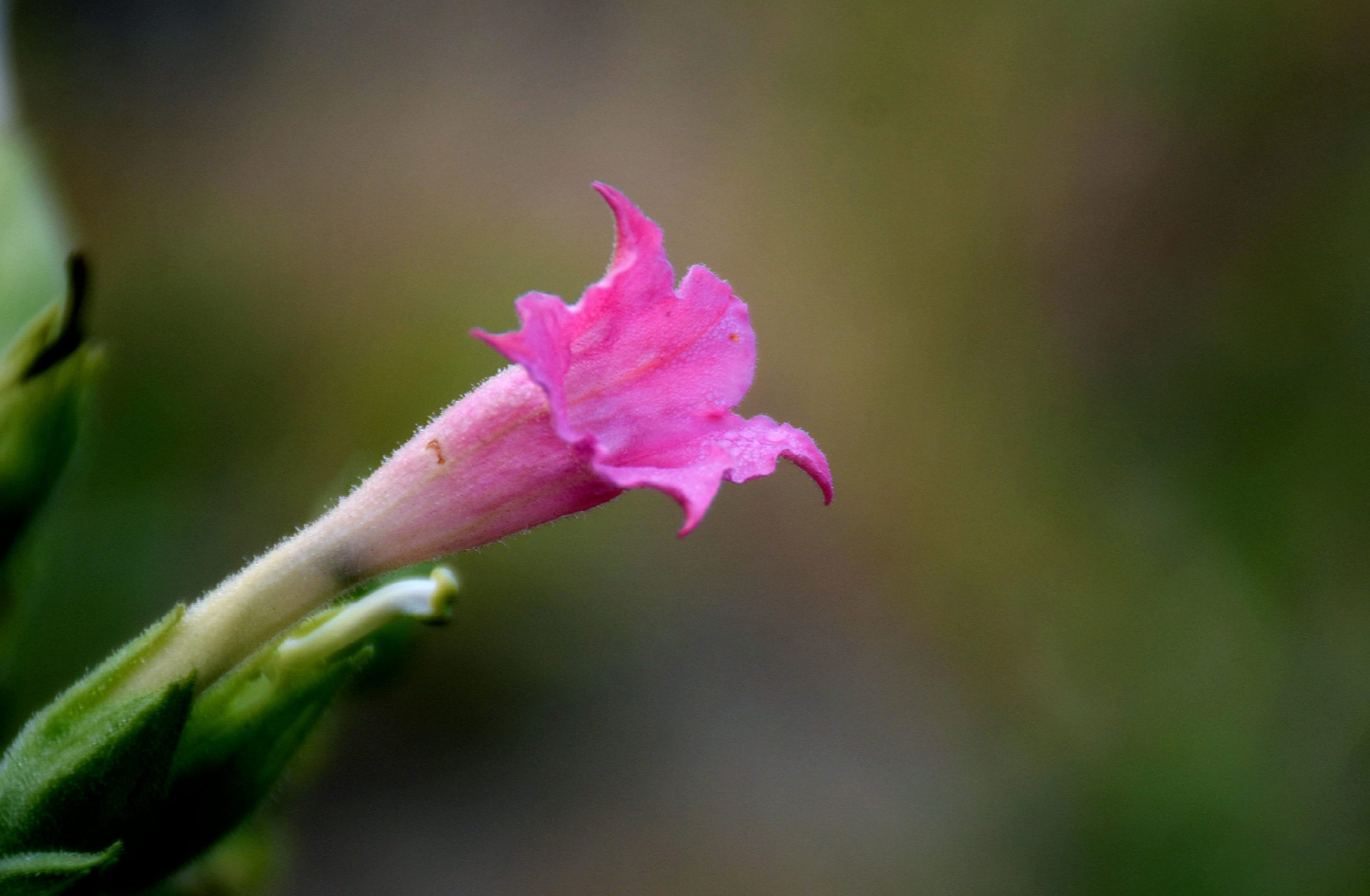 烟草花