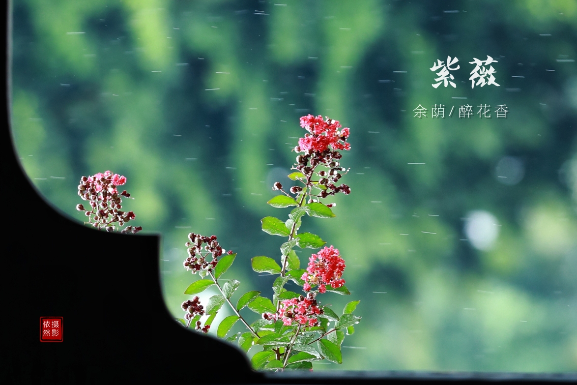 紫薇映古园,暗香醉余荫