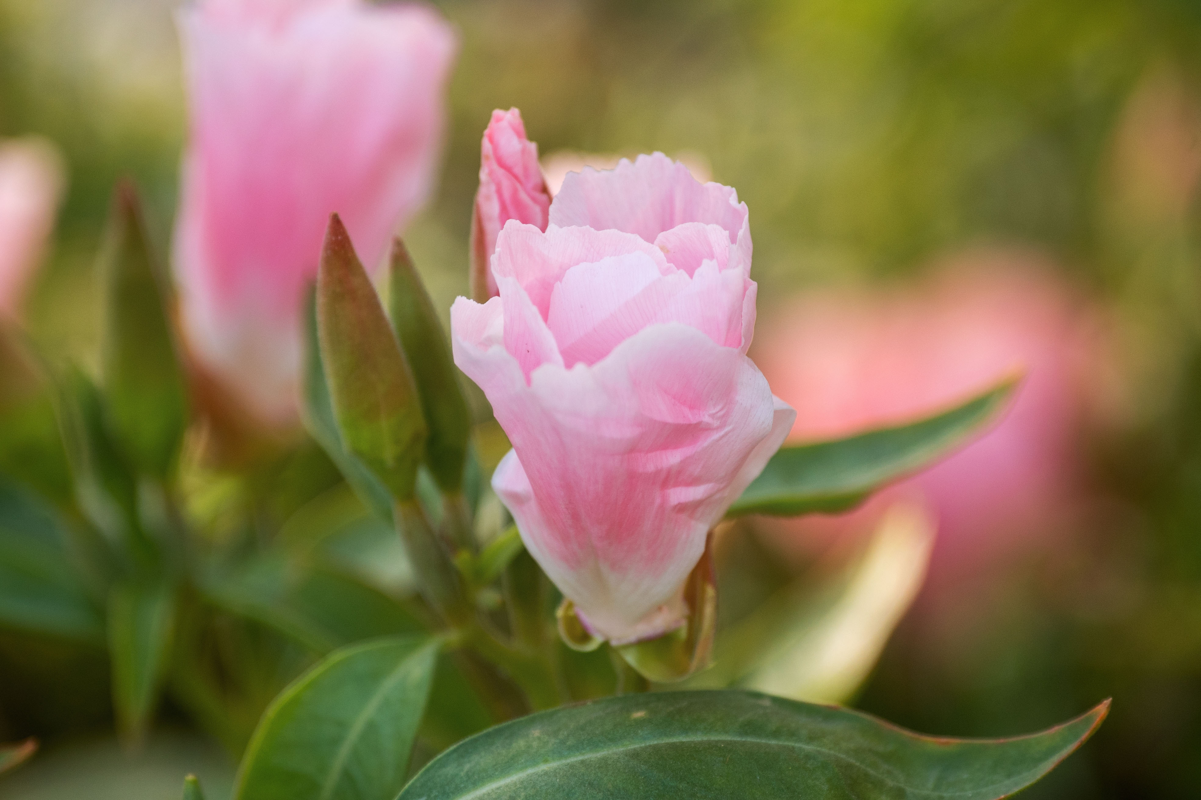 首发古代稀花