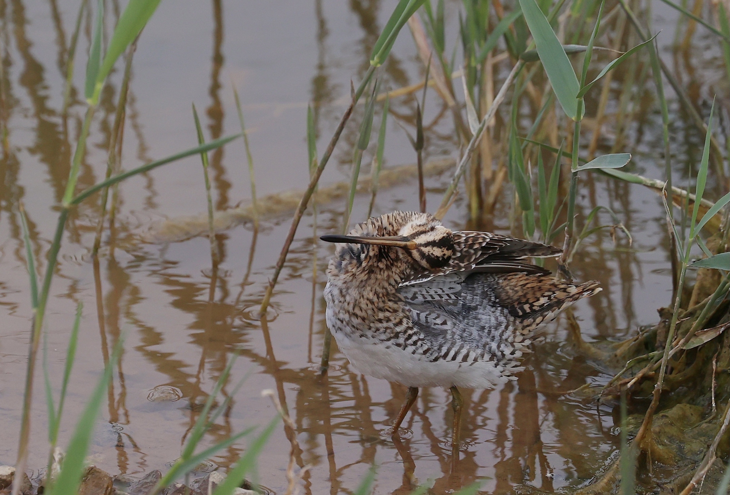 common snipe,学名:gallinago gallinago),是鸻形目丘鹬科沙锥属的