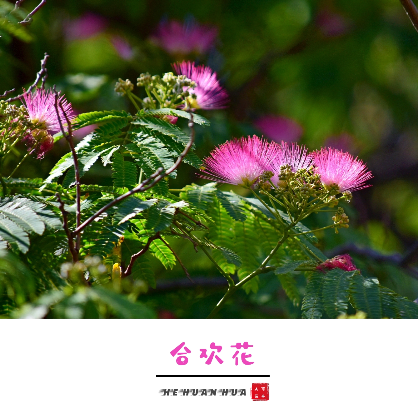 绒花