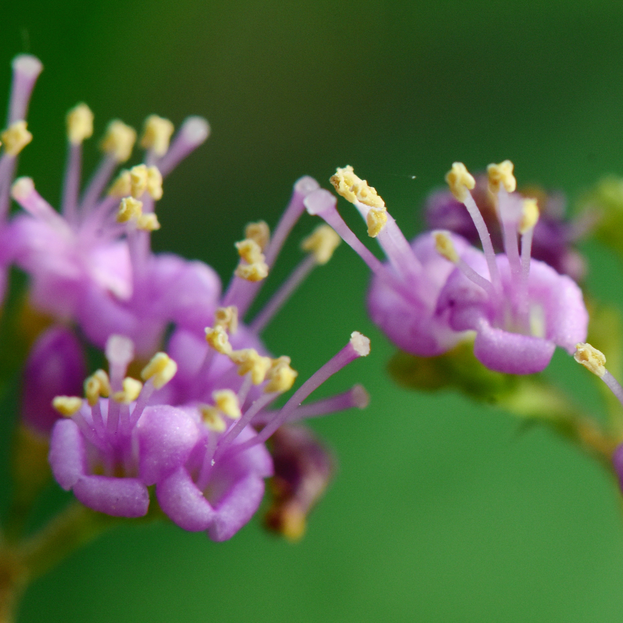 紫珠花