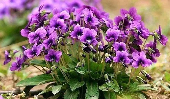 紫花地丁