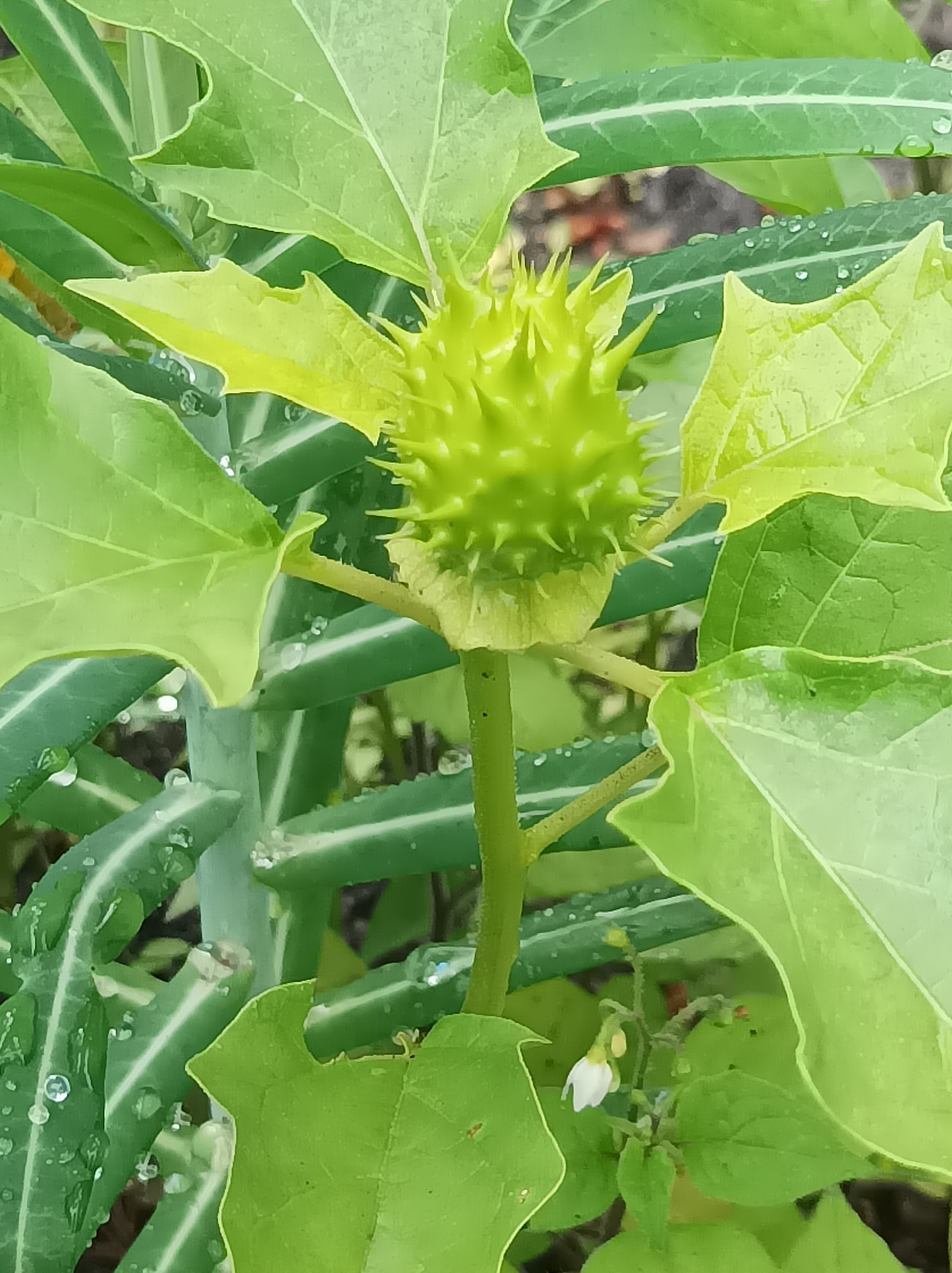 草本曼陀罗野生天使喇叭花