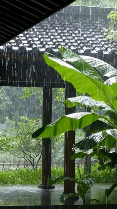 引句:雨打芭蕉叶露清  西江月