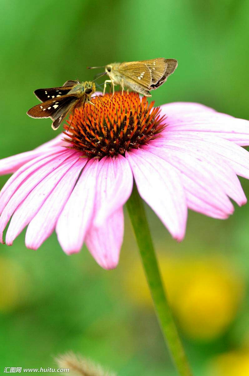 蝶恋花