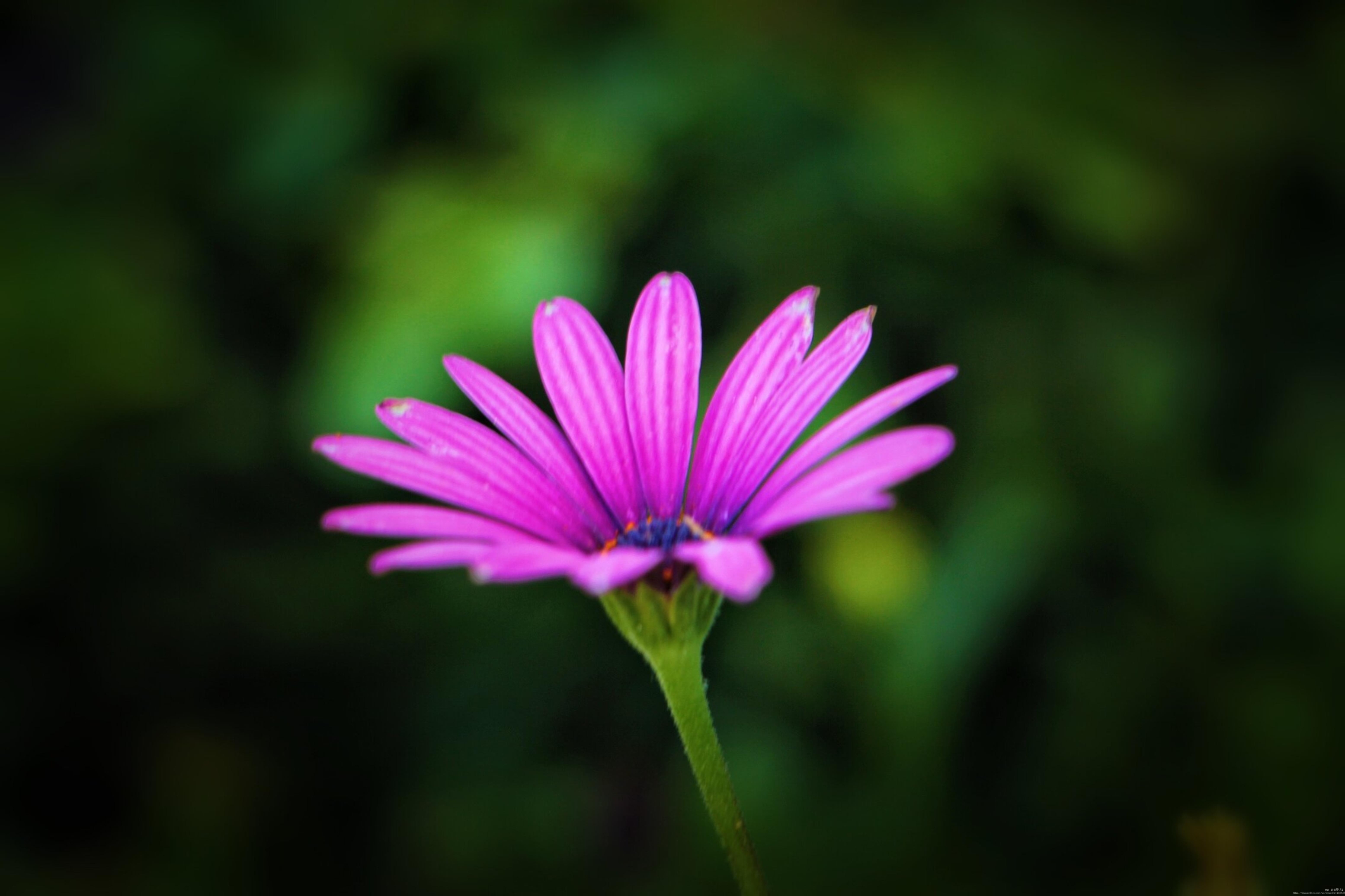 蓝目菊