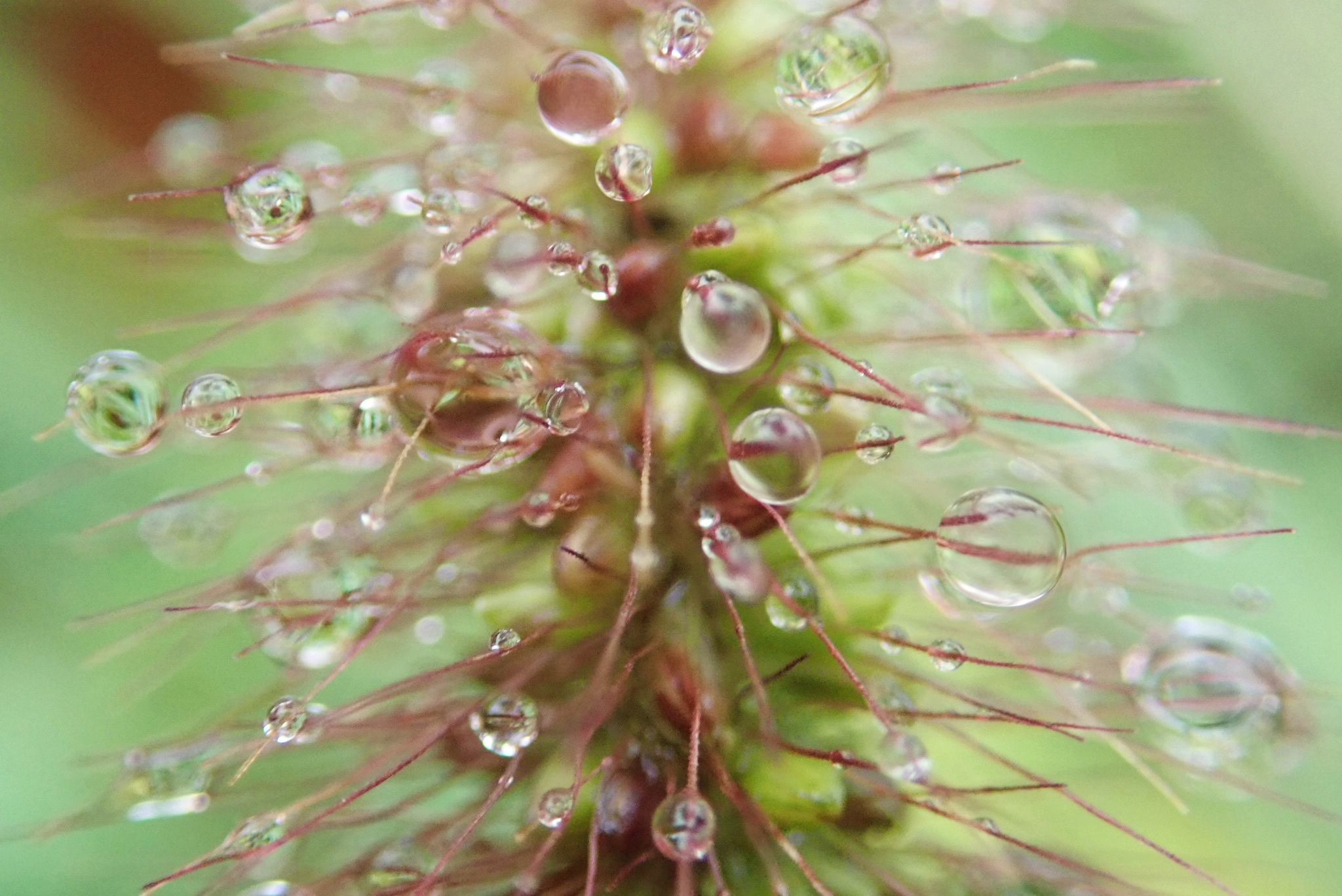 雨中狗尾巴草