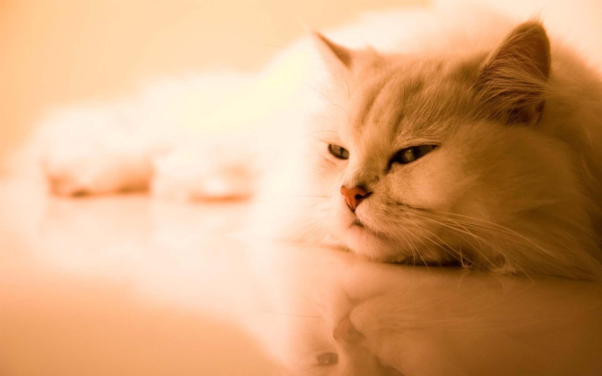 我家淘气可爱的小猫咪