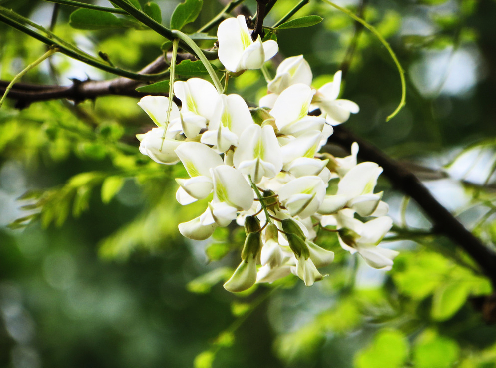 【咏槐花——6首】一树垂铃绿叶鲜/团团蕊蕾惹蜂恋