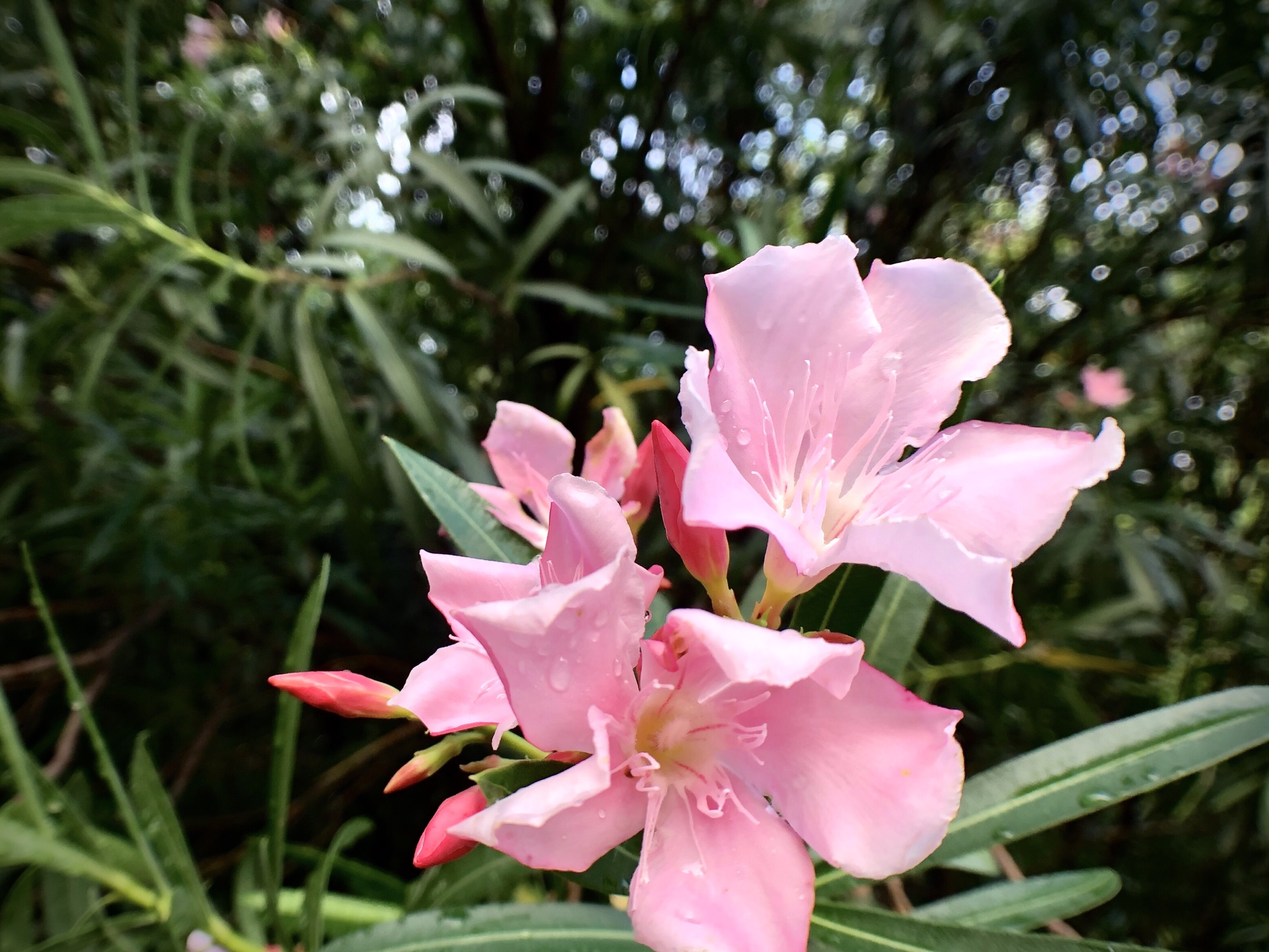 0mm   iso:40    夹竹桃又名柳叶桃,为夹竹桃科夹竹桃属植物.